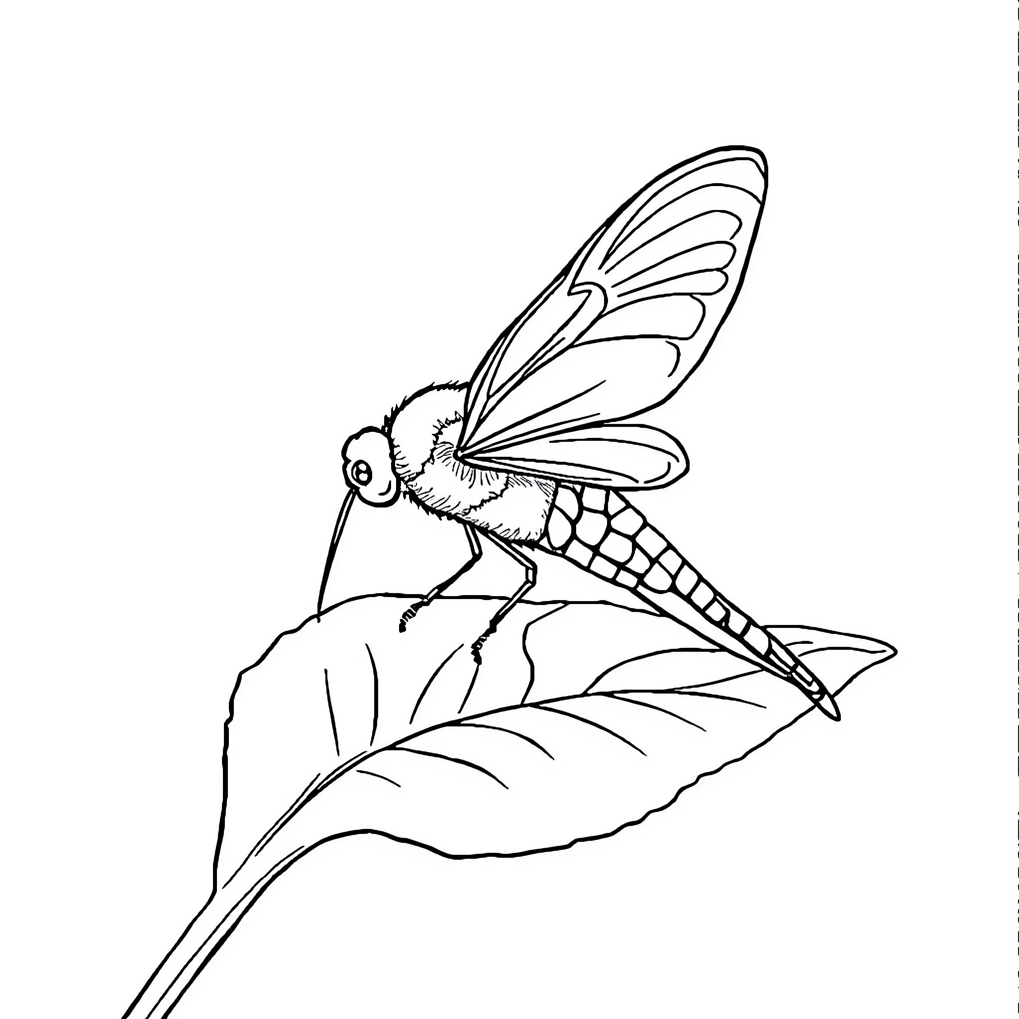 Dragonfly resting on a leaf Coloring Page (free black-and-white line drawing printable PDF for all, from beginners to advanced learners, including children, teens, adults, and seniors)
