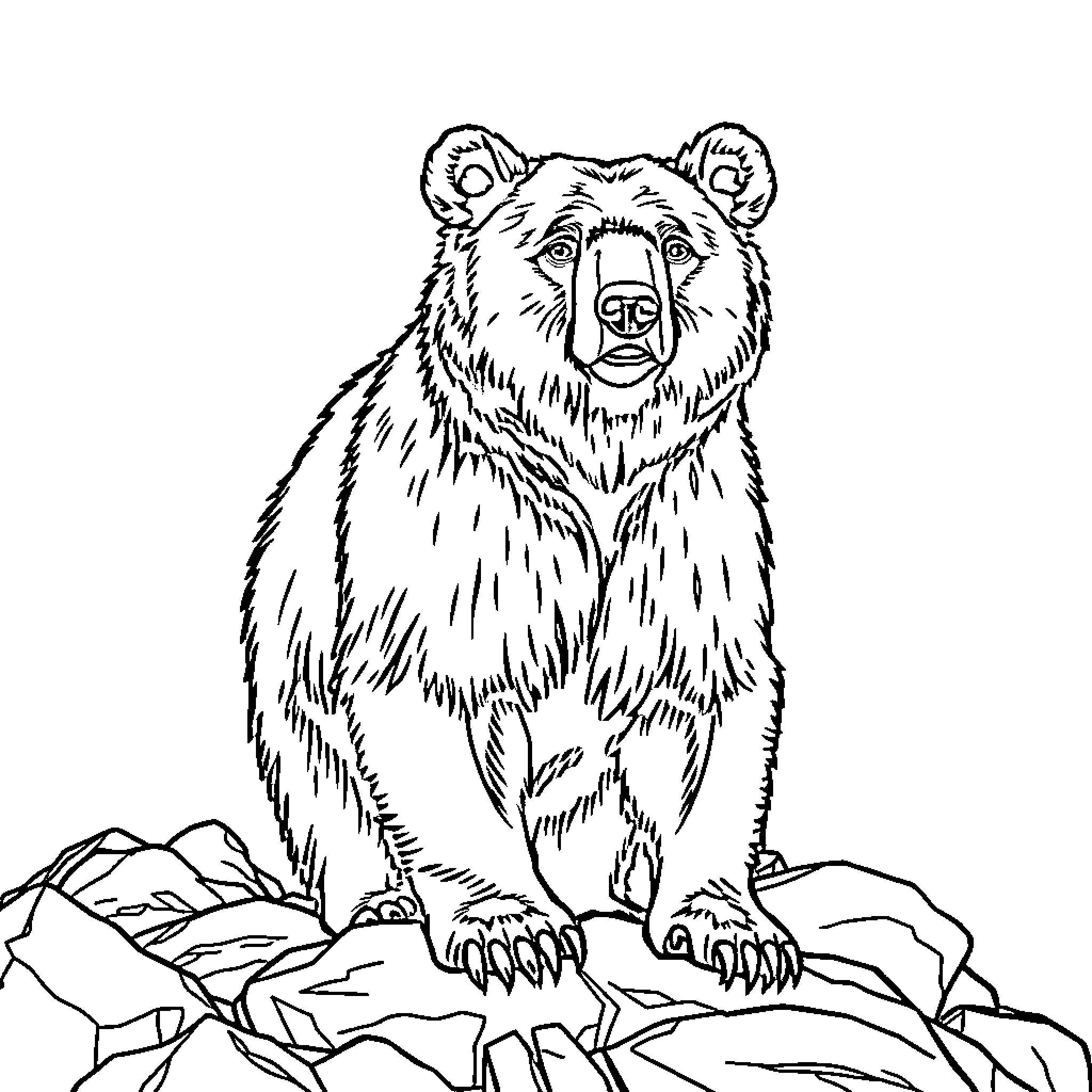 Bear standing alert on rocky terrain Coloring Page (free black-and-white line drawing printable PDF for all, from beginners to advanced learners, including children, teens, adults, and seniors)