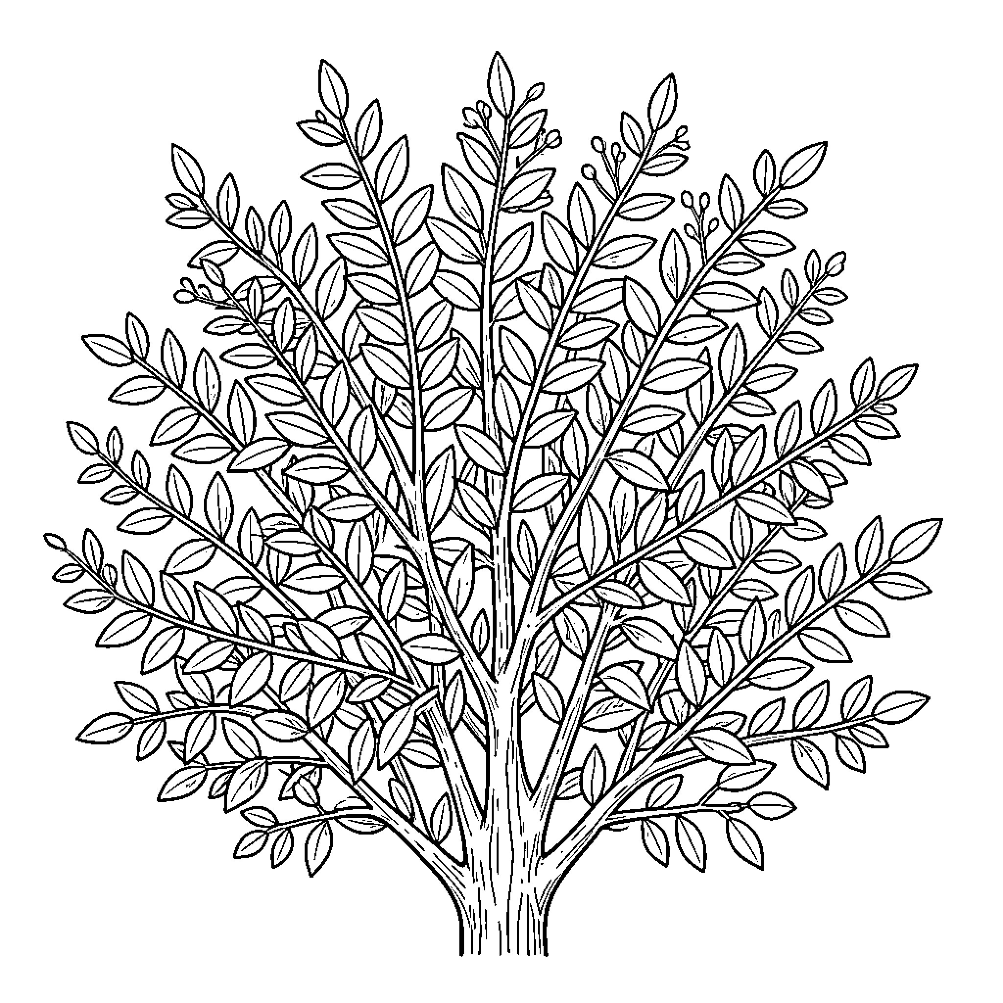 Bush with many leaves and thin branches Coloring Page (free black-and-white line drawing printable PDF for all, from beginners to advanced learners, including children, teens, adults, and seniors)