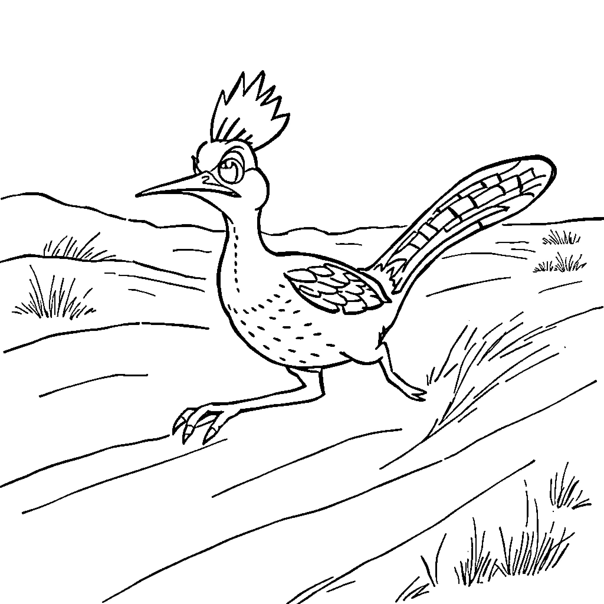 Roadrunner running through the desert Coloring Page (free black-and-white line drawing printable PDF for all, from beginners to advanced learners, including children, teens, adults, and seniors)