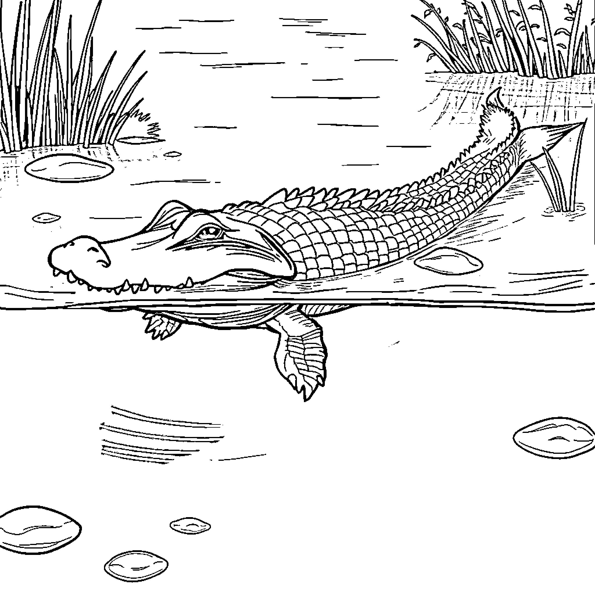 Alligator Gar swimming in the water Coloring Page (free black-and-white line drawing printable PDF for all, from beginners to advanced learners, including children, teens, adults, and seniors)