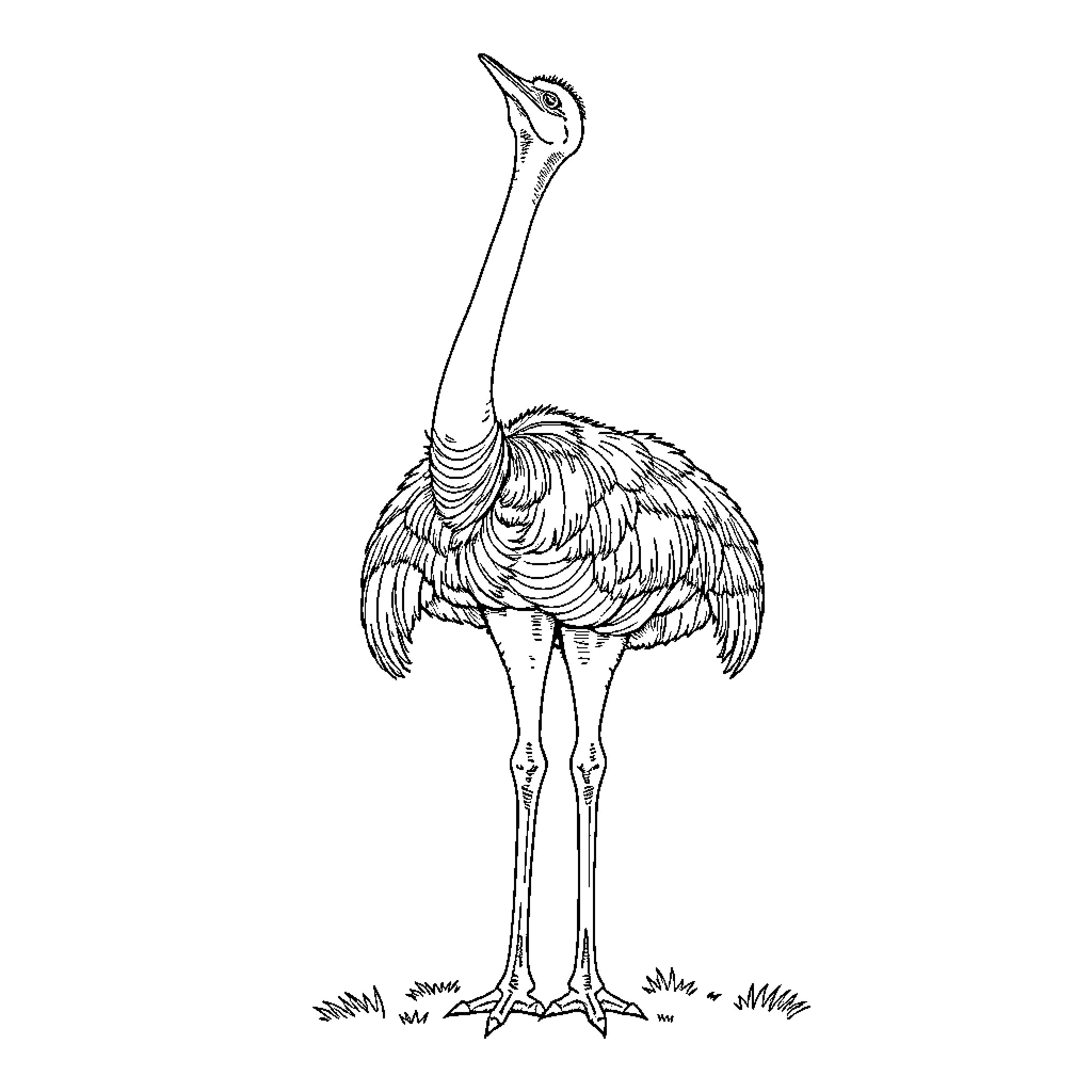 Ostrich standing alert and attentive Coloring Page (free black-and-white line drawing printable PDF for all, from beginners to advanced learners, including children, teens, adults, and seniors)