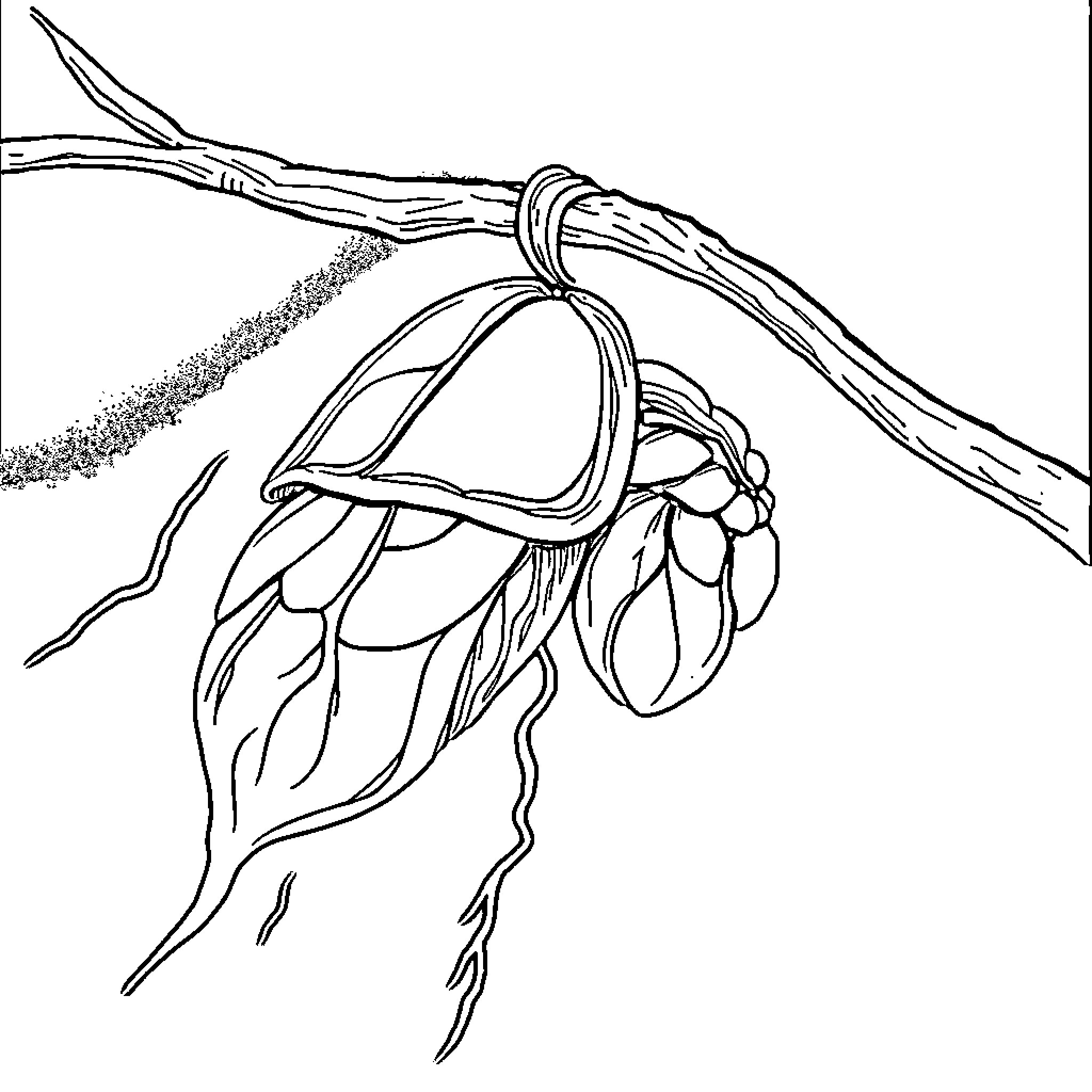 Chrysalis of a winged creature emerging from foliage Coloring Page (free black-and-white line drawing printable PDF for all, from beginners to advanced learners, including children, teens, adults, and seniors)