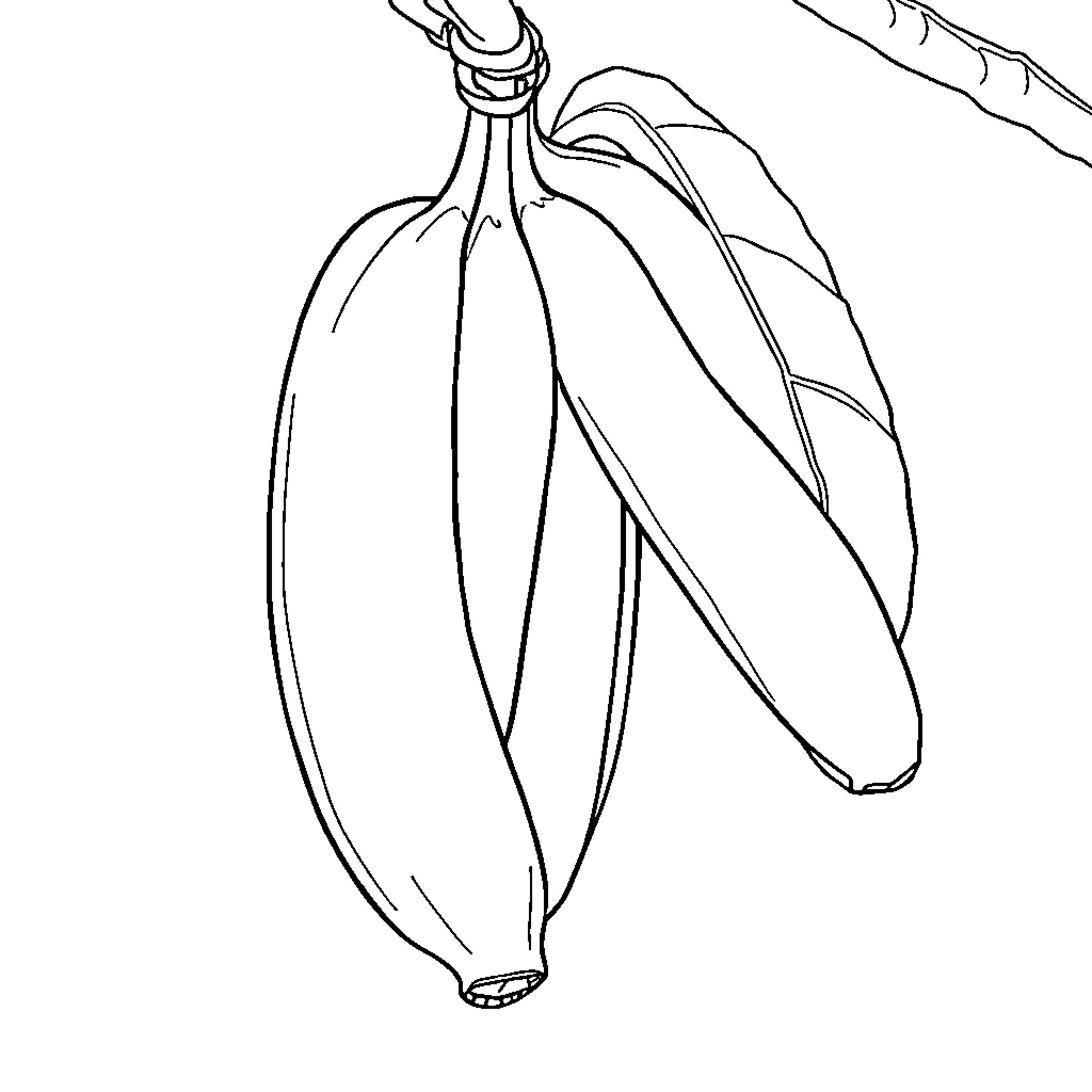 Banana Bunch Hanging on Vine Coloring Page (free black-and-white line drawing printable PDF for all, from beginners to advanced learners, including children, teens, adults, and seniors)