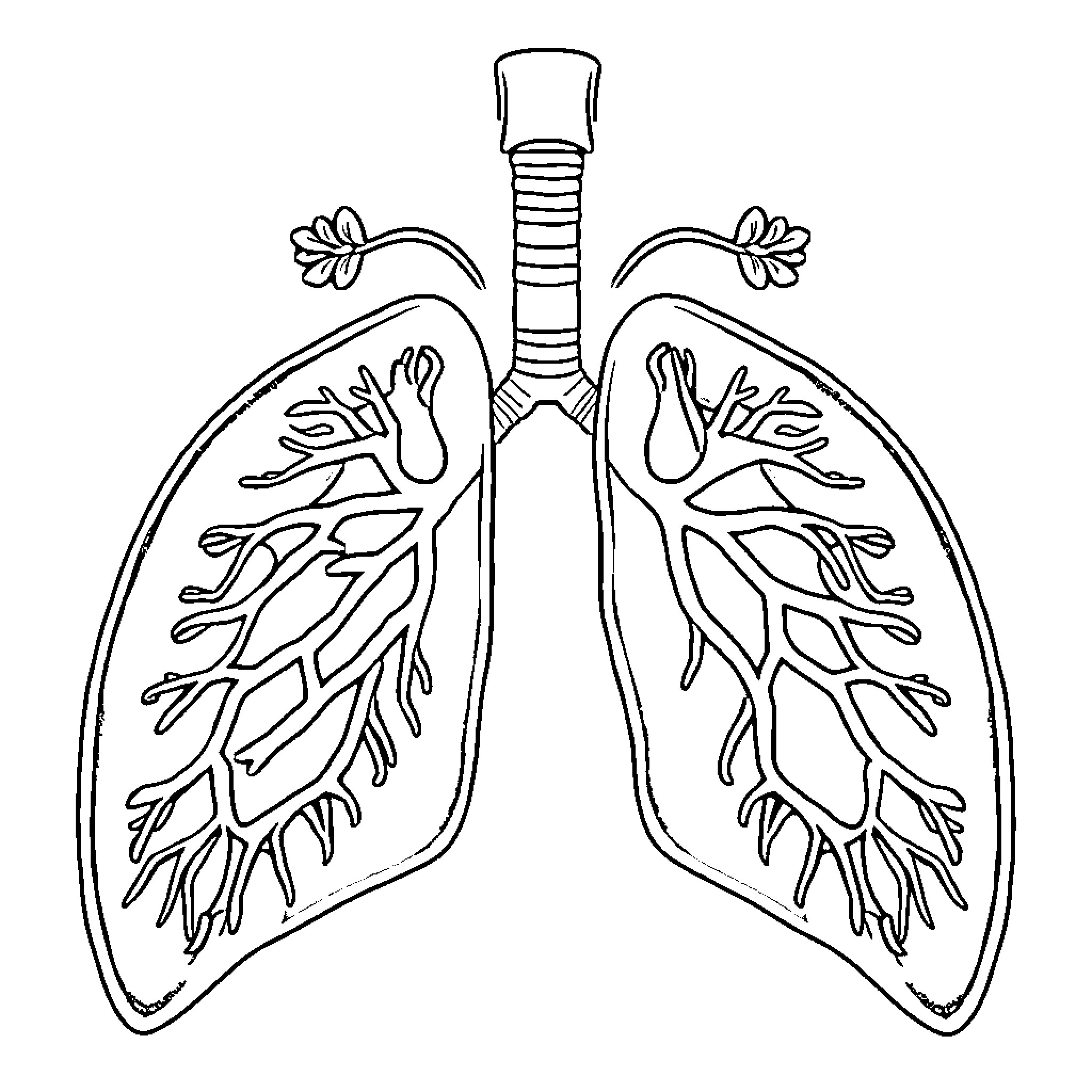 Respiratory System anatomical illustration Coloring Page (free black-and-white line drawing printable PDF for all, from beginners to advanced learners, including children, teens, adults, and seniors)