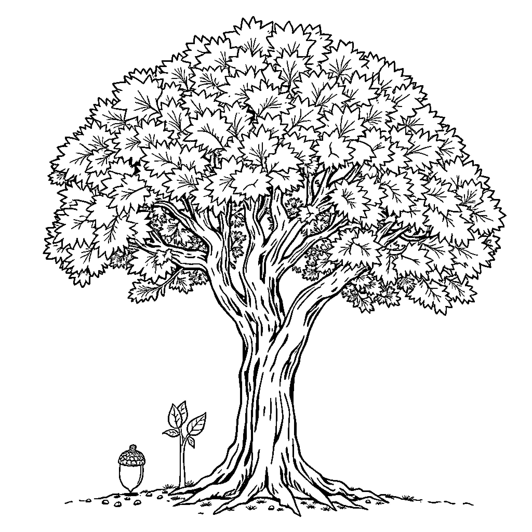 Oak Tree with Detailed Foliage and Acorns Coloring Page (free black-and-white line drawing printable PDF for all, from beginners to advanced learners, including children, teens, adults, and seniors)