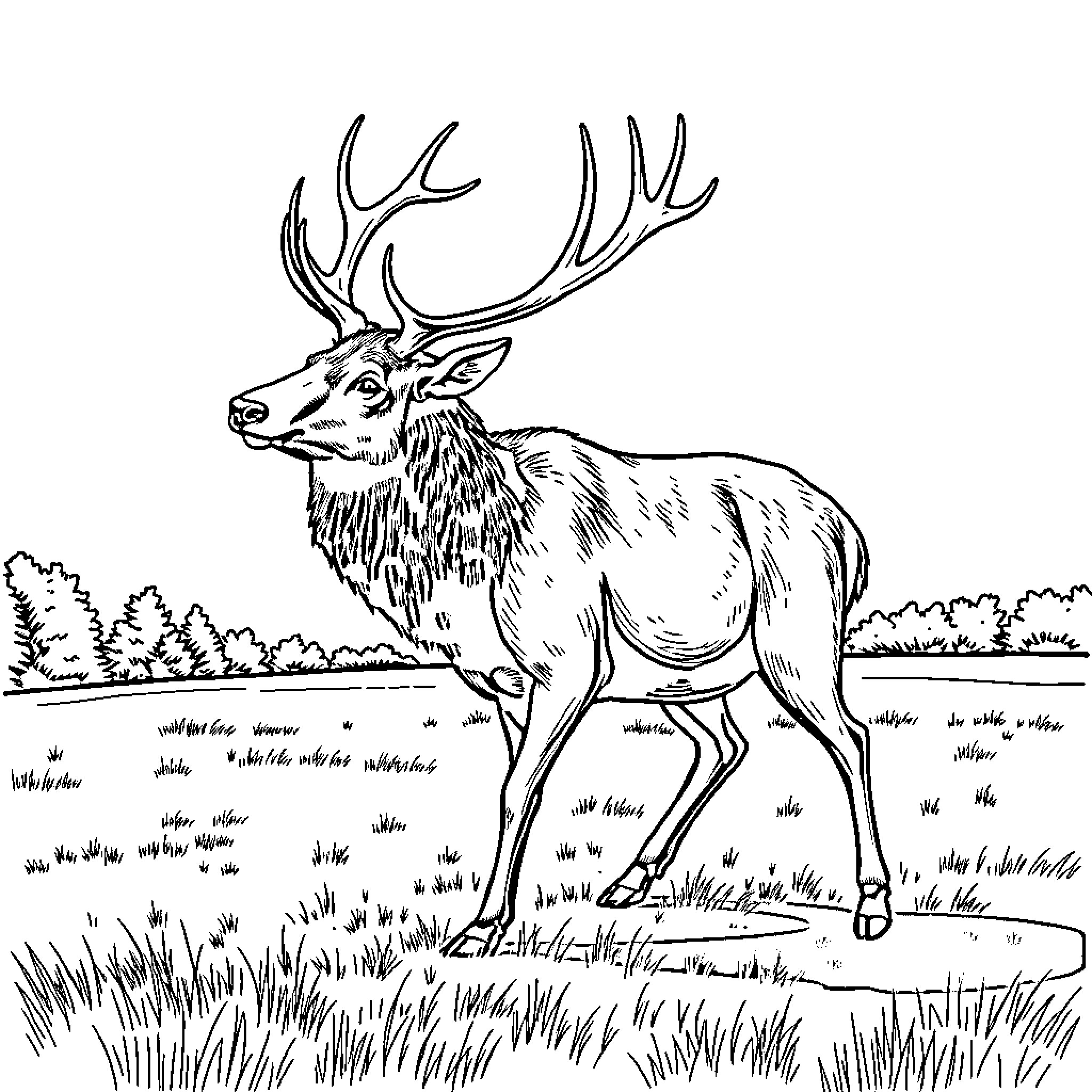 Elk standing alert in a grassy field Coloring Page (free black-and-white line drawing printable PDF for all, from beginners to advanced learners, including children, teens, adults, and seniors)
