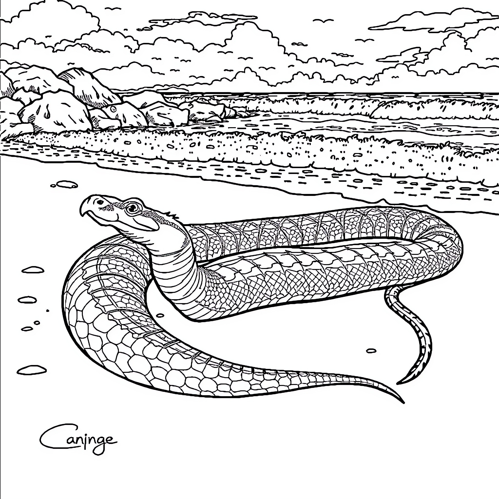Anaconda slithering on the rocky beach Coloring Page (free black-and-white line drawing printable PDF for all, from beginners to advanced learners, including children, teens, adults, and seniors)