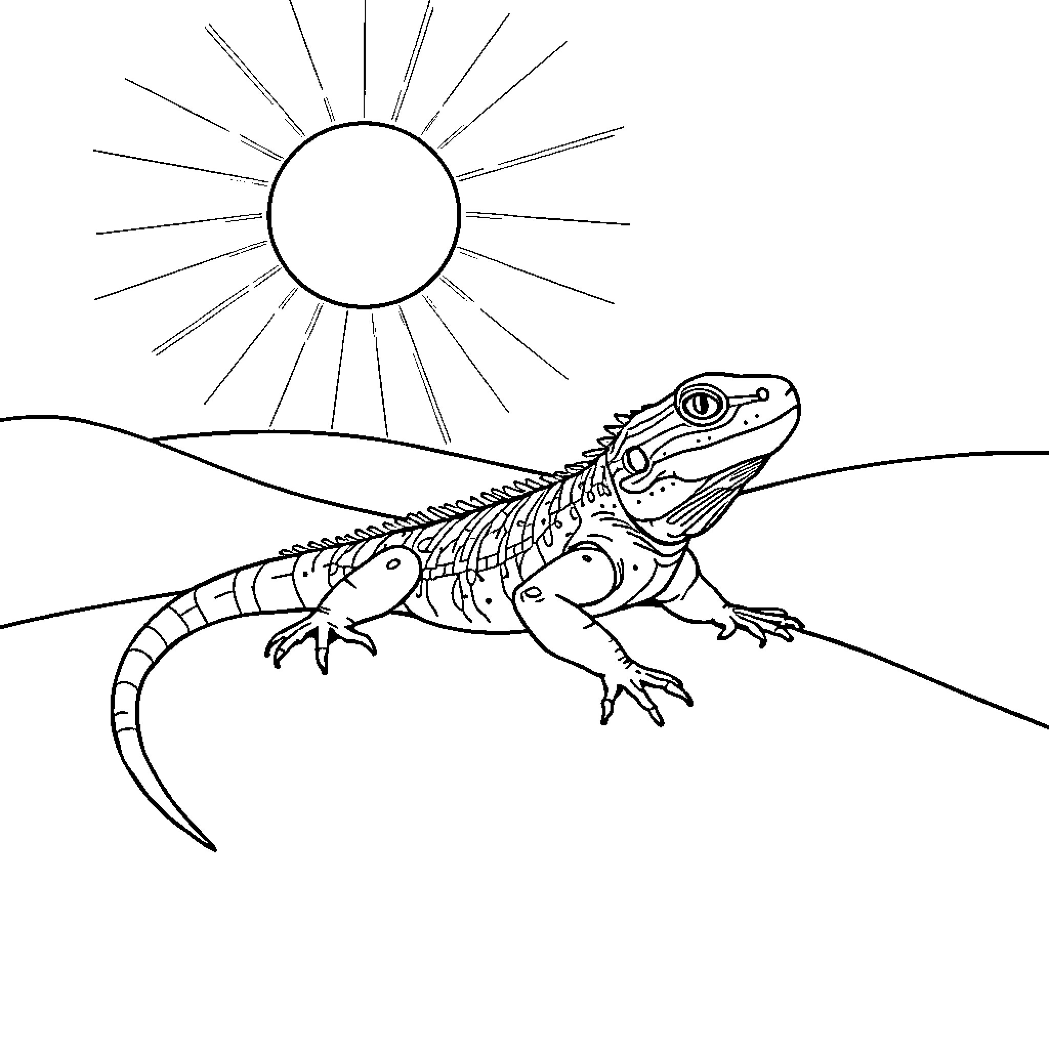 Lizard basking in the sun's warmth Coloring Page (free black-and-white line drawing printable PDF for all, from beginners to advanced learners, including children, teens, adults, and seniors)