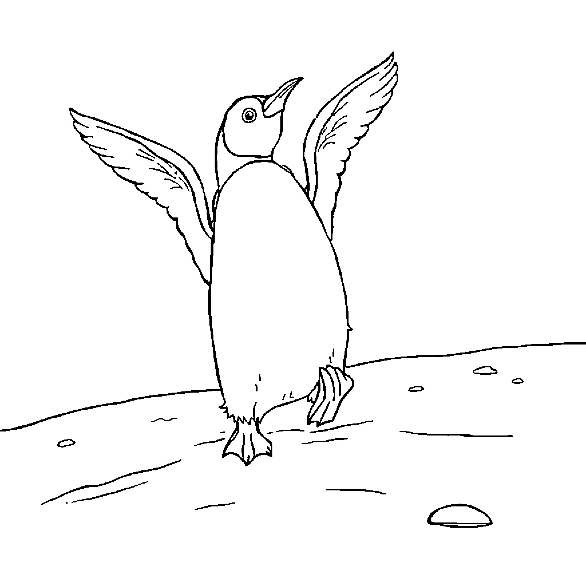 Penguin spreading its wings on the shore Coloring Page (free black-and-white line drawing printable PDF for all, from beginners to advanced learners, including children, teens, adults, and seniors)