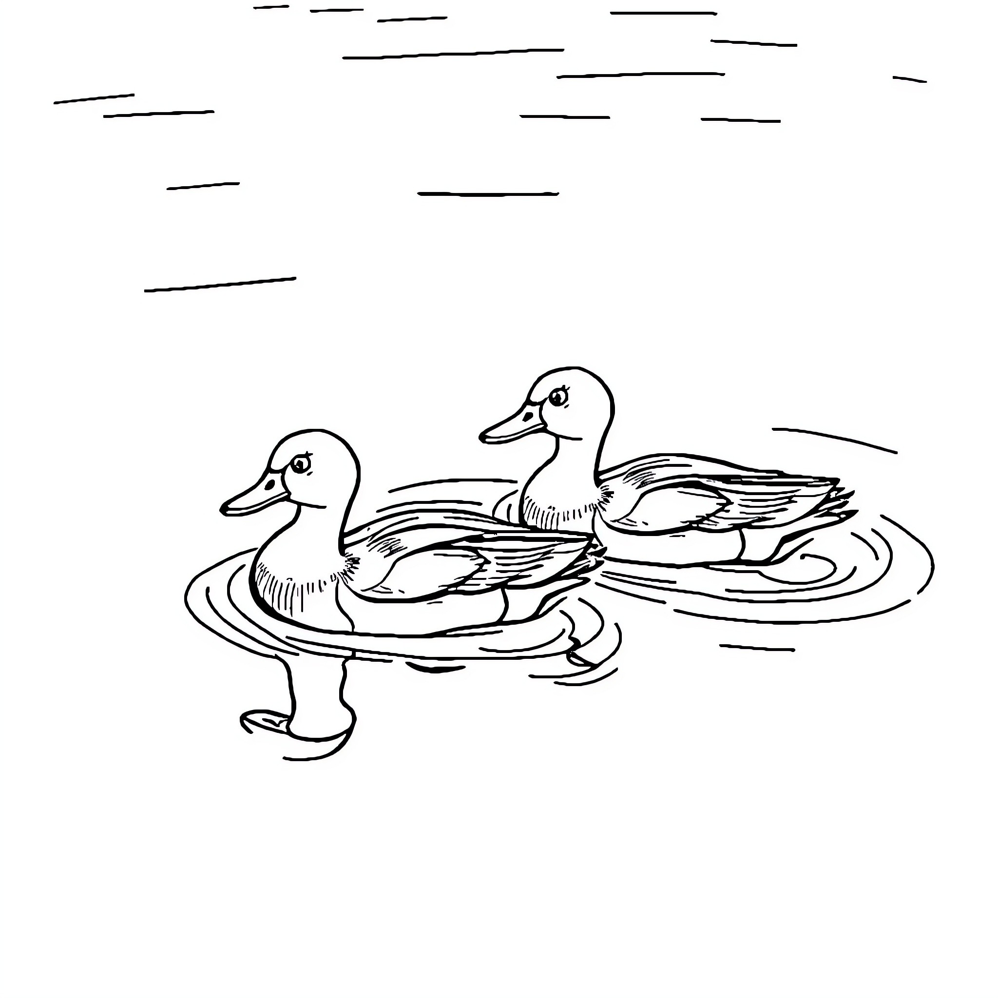 Duck siblings floating on calm waters Coloring Page (free black-and-white line drawing printable PDF for all, from beginners to advanced learners, including children, teens, adults, and seniors)