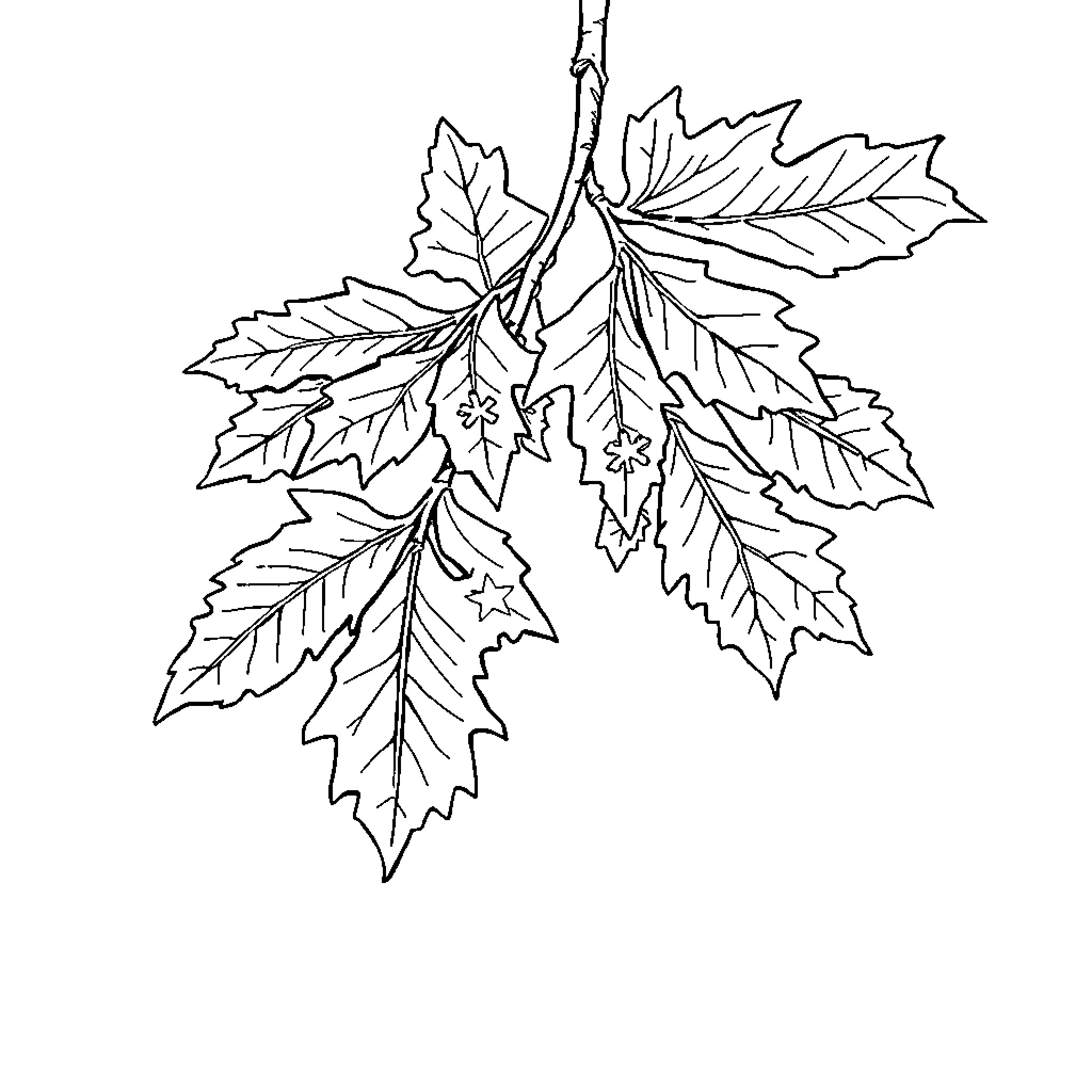Leaf branch with intricate patterns Coloring Page (free black-and-white line drawing printable PDF for all, from beginners to advanced learners, including children, teens, adults, and seniors)