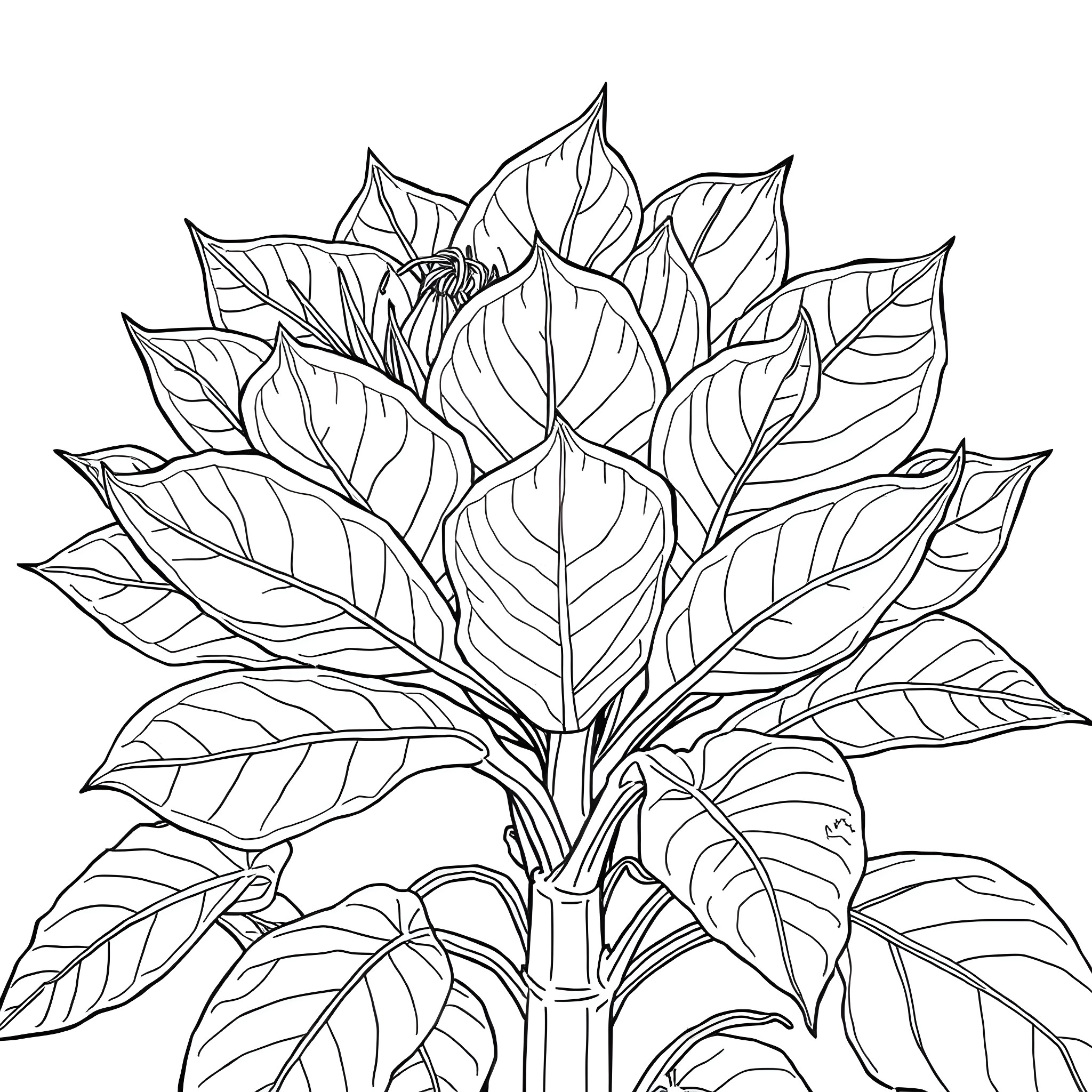 Praecitrullus Fistulosus: Intricate Botanical Arrangement Coloring Page (free black-and-white line drawing printable PDF for all, from beginners to advanced learners, including children, teens, adults, and seniors)