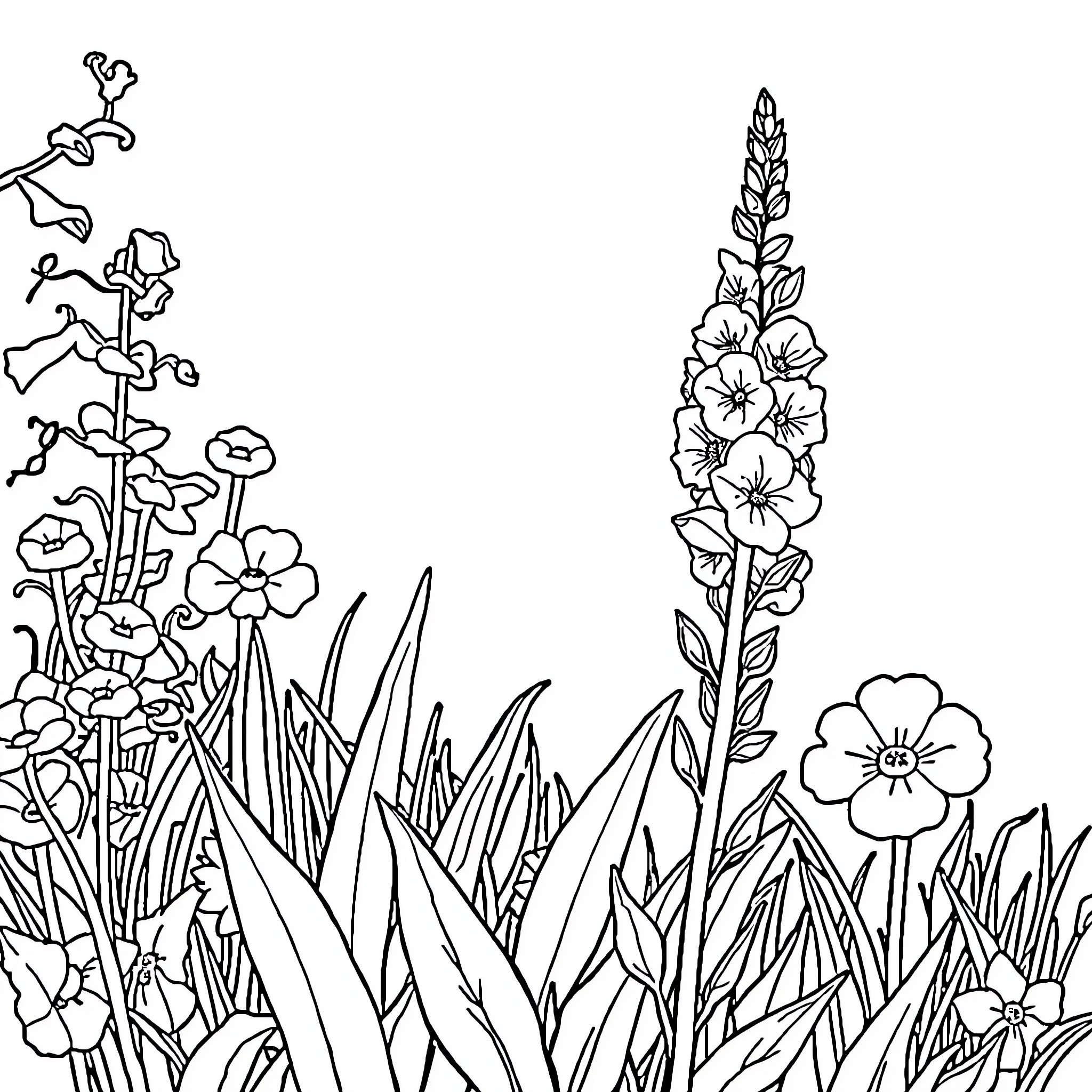 Larkspur flowers blooming in a natural setting Coloring Page (free black-and-white line drawing printable PDF for all, from beginners to advanced learners, including children, teens, adults, and seniors)