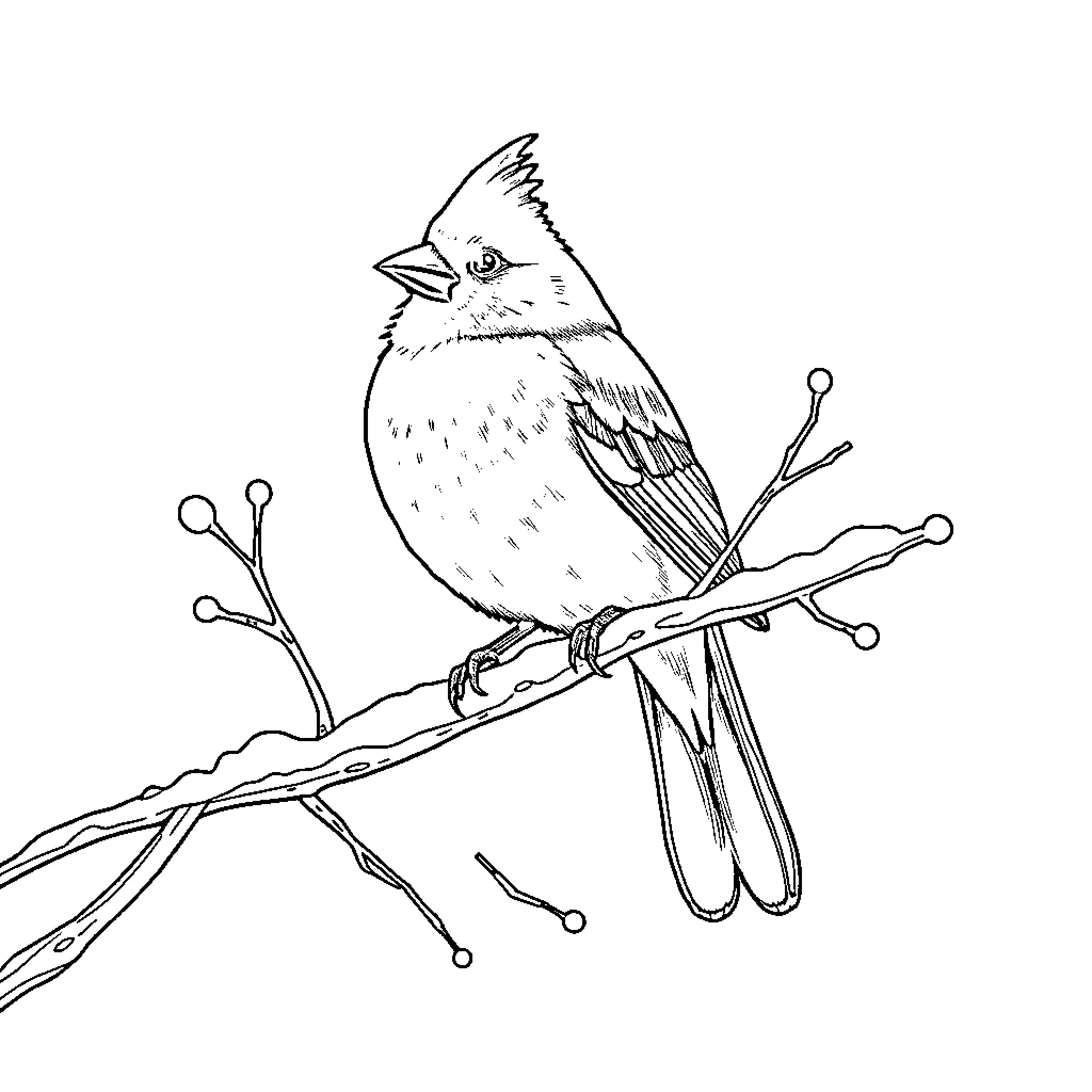 Cardinal bird resting on branch Coloring Page (free black-and-white line drawing printable PDF for all, from beginners to advanced learners, including children, teens, adults, and seniors)