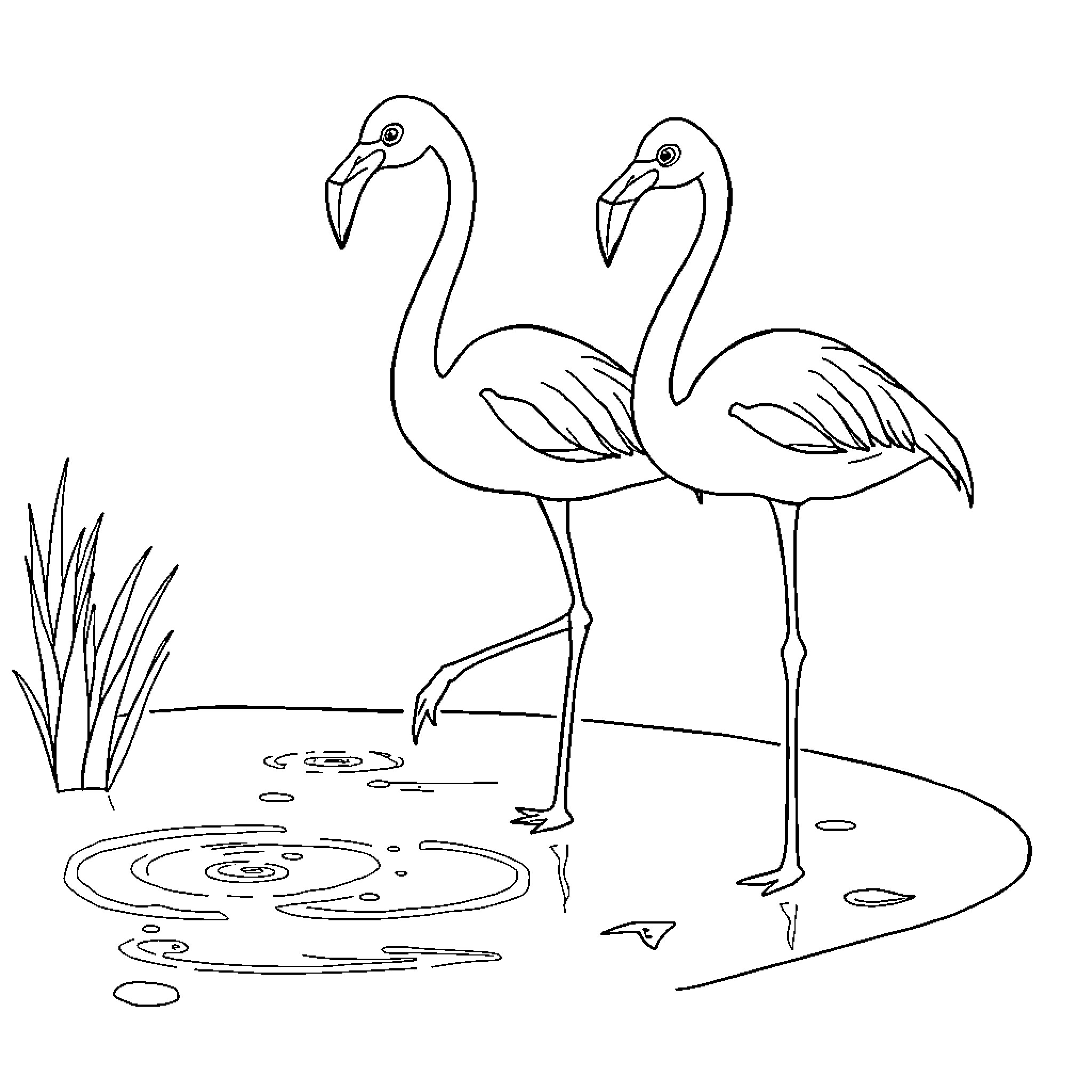 Flamingos standing gracefully in the wetlands Coloring Page (free black-and-white line drawing printable PDF for all, from beginners to advanced learners, including children, teens, adults, and seniors)