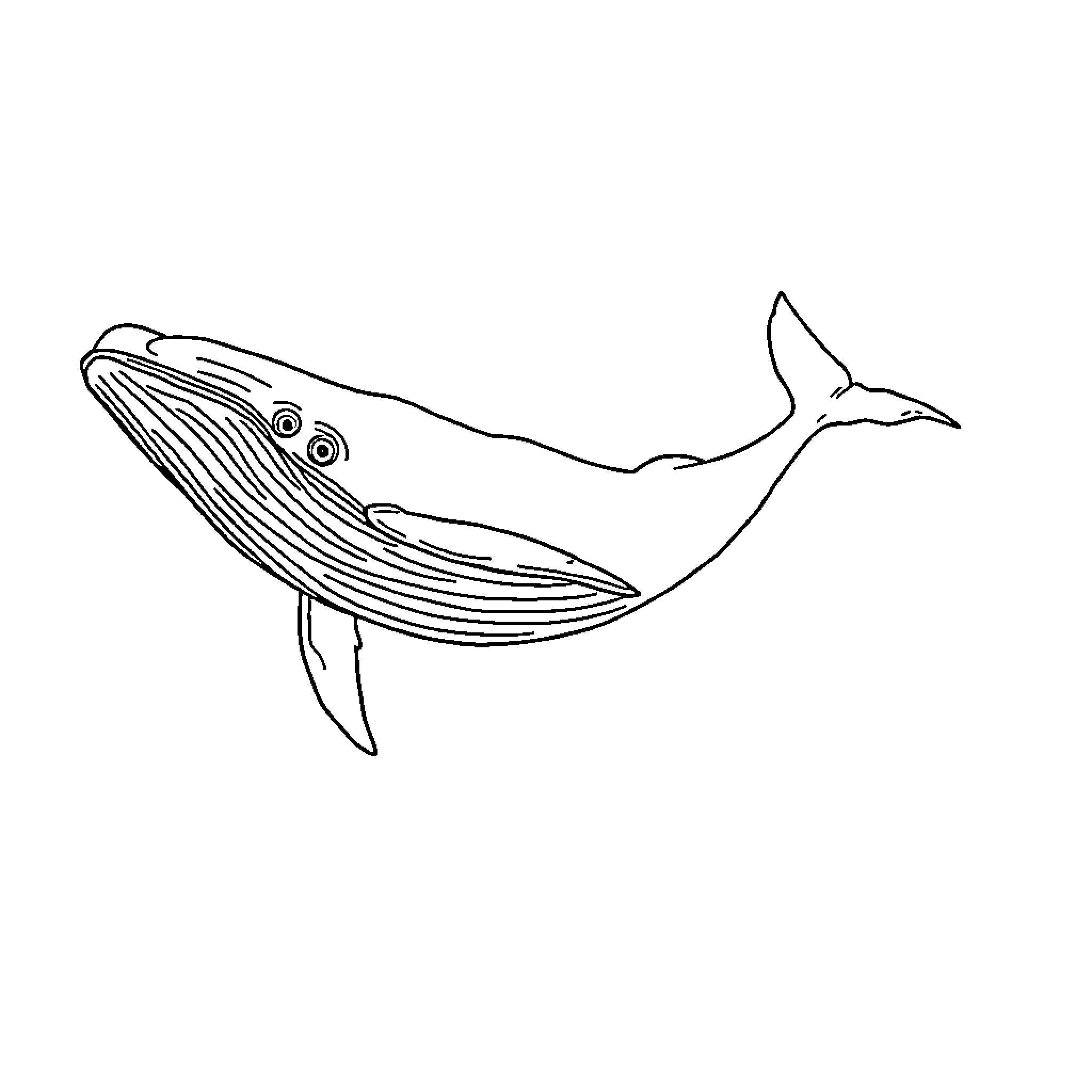 Whale swimming freely in the ocean Coloring Page (free black-and-white line drawing printable PDF for all, from beginners to advanced learners, including children, teens, adults, and seniors)