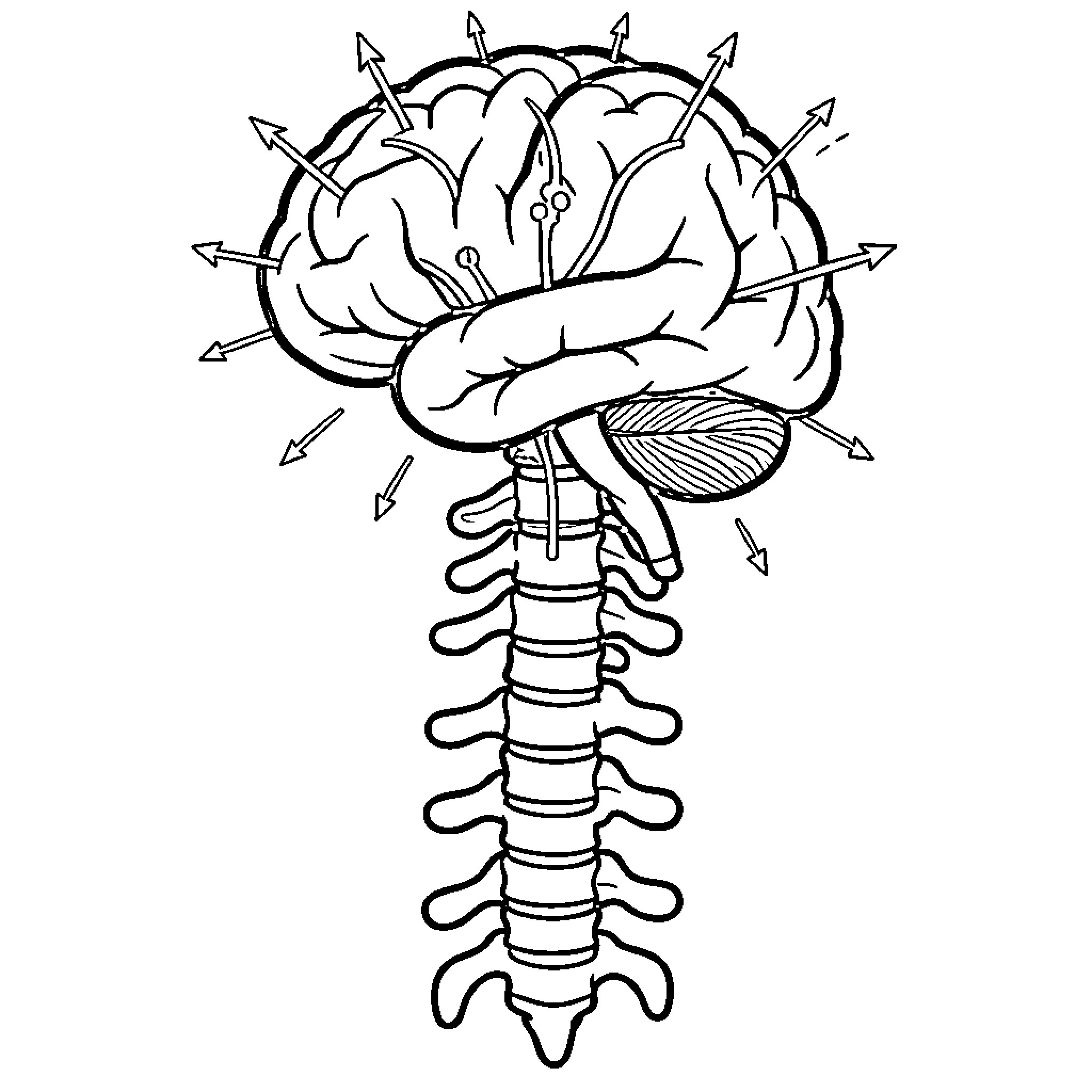 Brain and Spine with Arrows Coloring Page (free black-and-white line drawing printable PDF for all, from beginners to advanced learners, including children, teens, adults, and seniors)