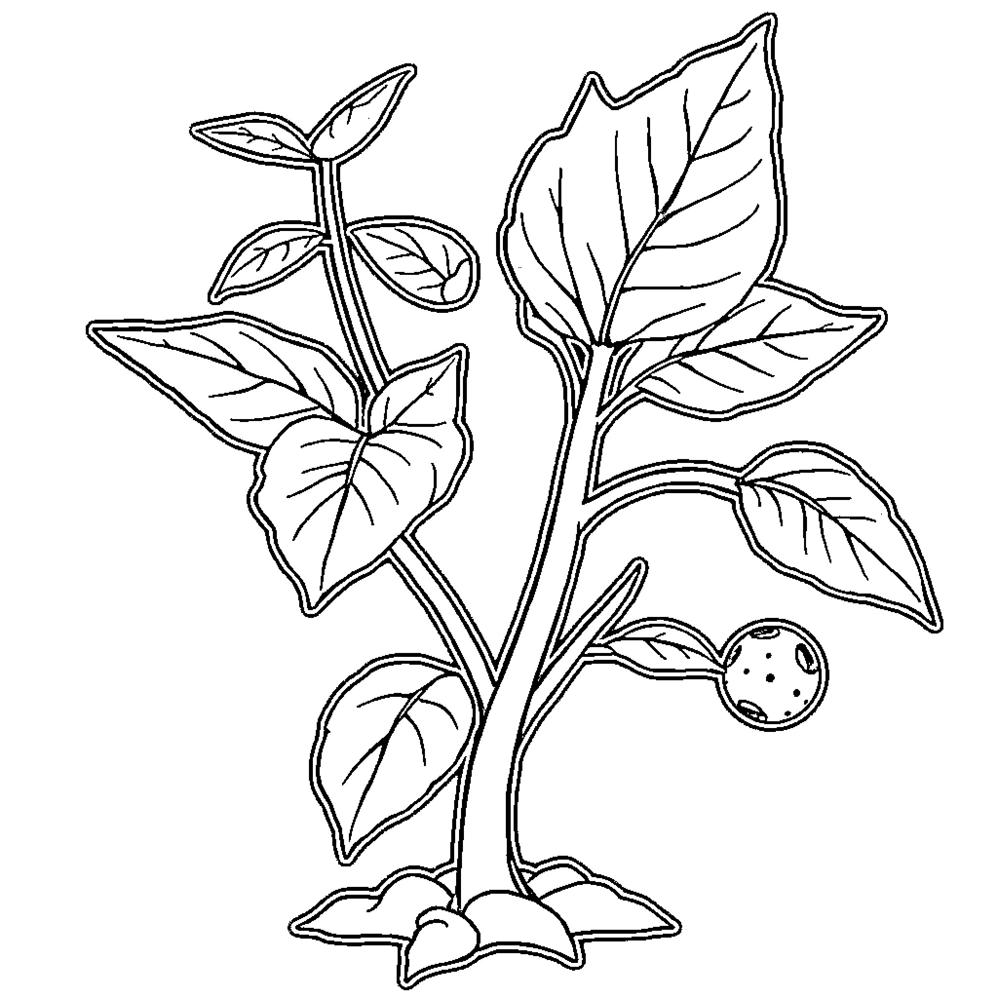 Plant sprouting with leaves and berries Coloring Page (free black-and-white line drawing printable PDF for all, from beginners to advanced learners, including children, teens, adults, and seniors)