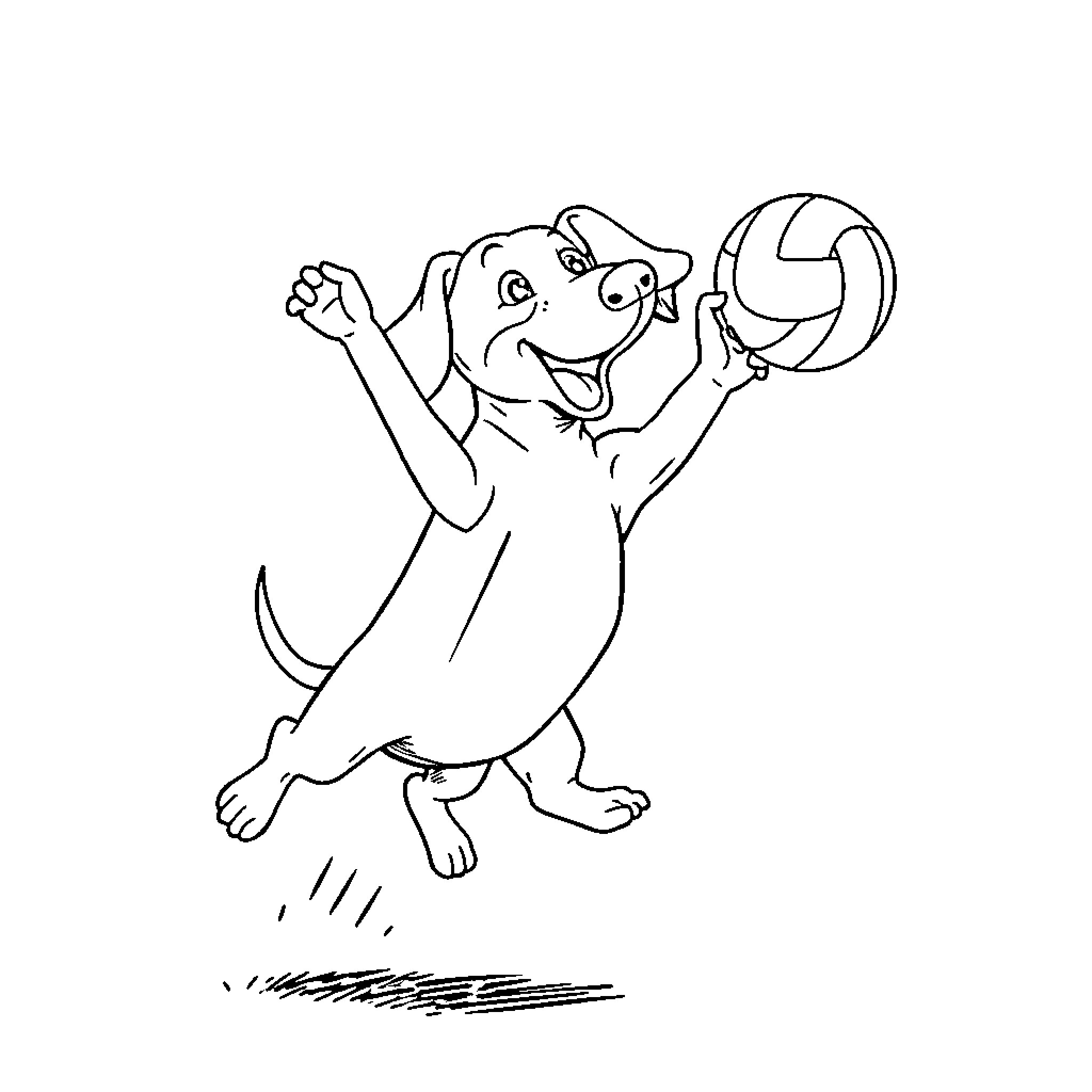 Dachshund playing with volleyball happily Coloring Page (free black-and-white line drawing printable PDF for all, from beginners to advanced learners, including children, teens, adults, and seniors)