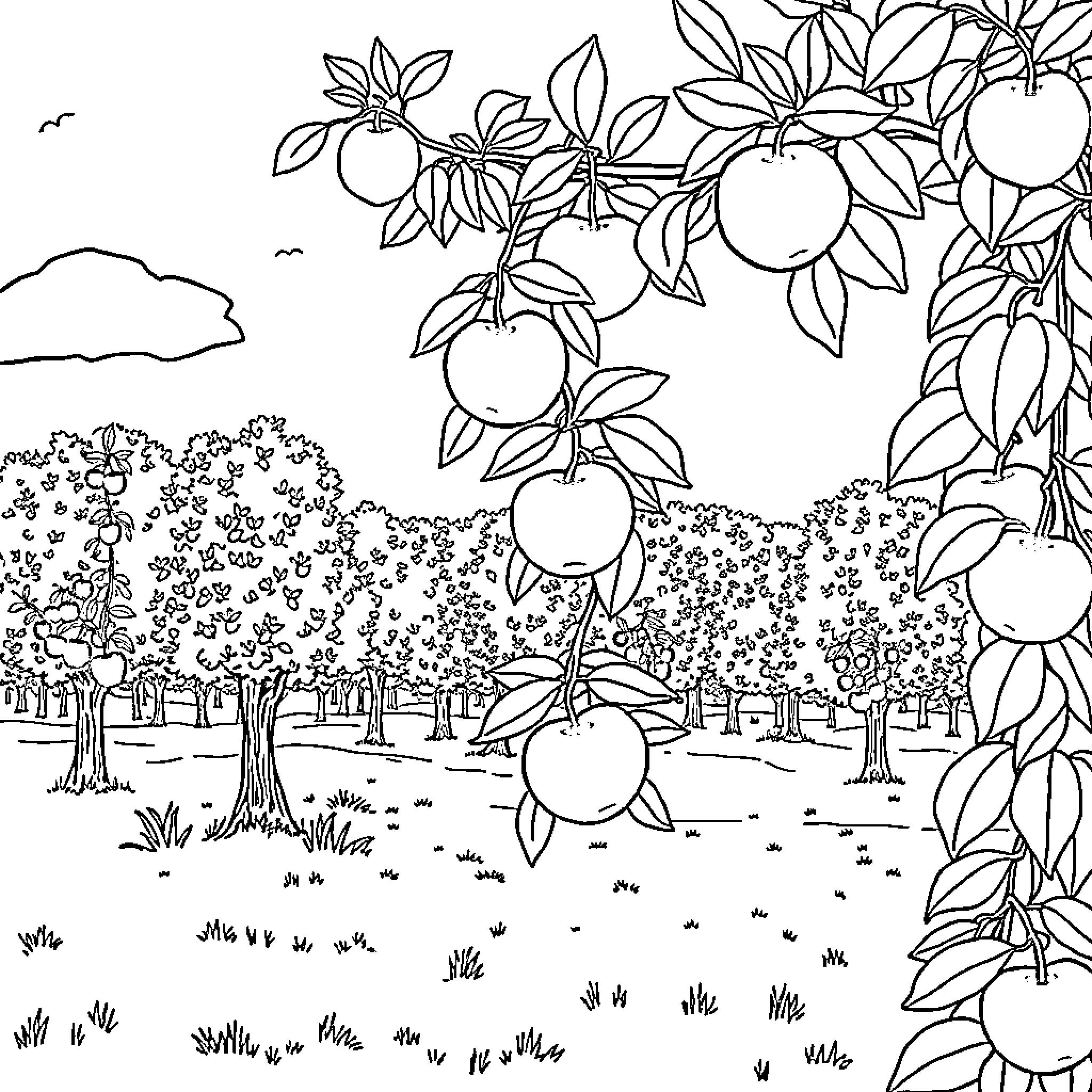 Apple orchard with blossoming trees and ripe fruit Coloring Page (free black-and-white line drawing printable PDF for all, from beginners to advanced learners, including children, teens, adults, and seniors)