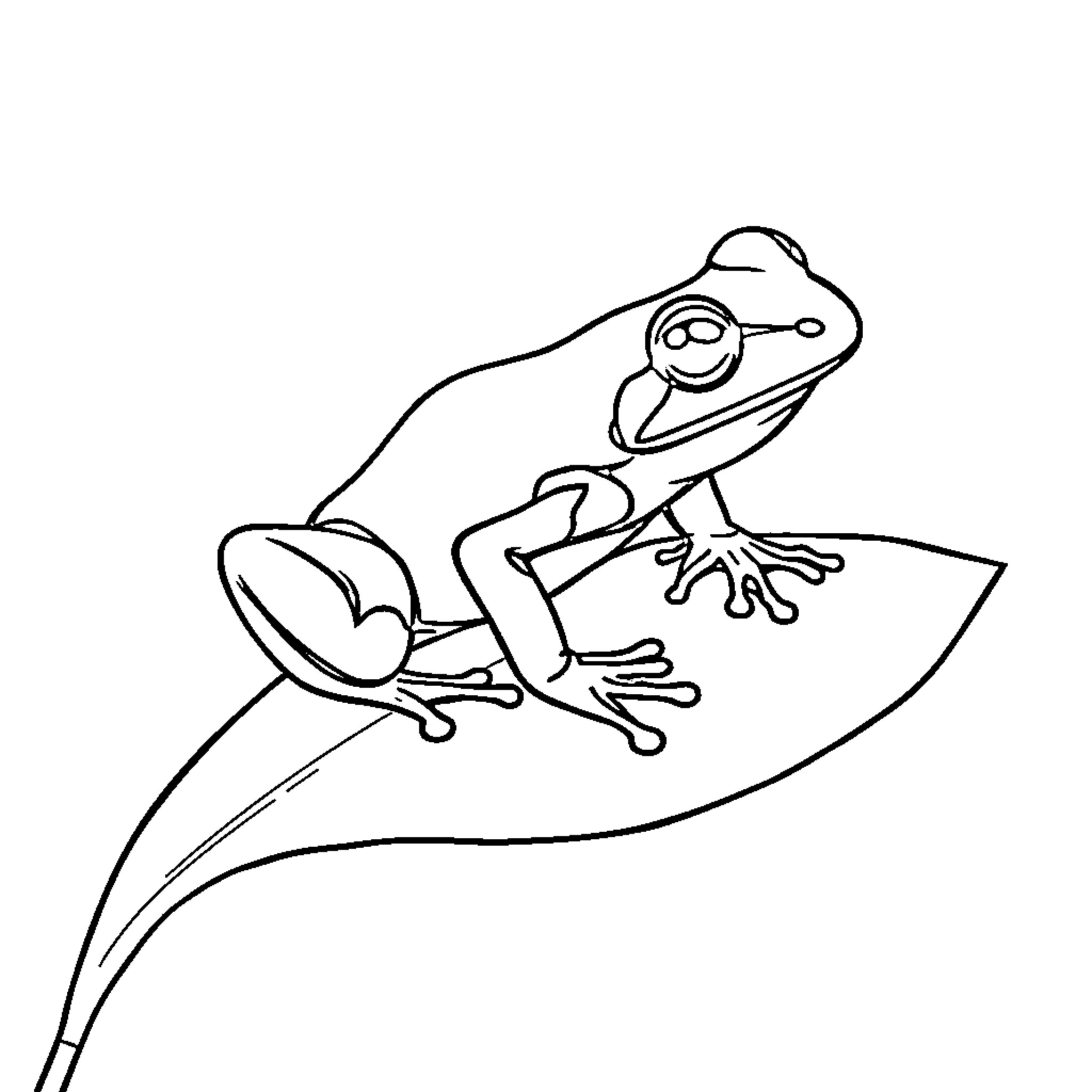 Dart Frog perched on leaf Coloring Page (free black-and-white line drawing printable PDF for all, from beginners to advanced learners, including children, teens, adults, and seniors)