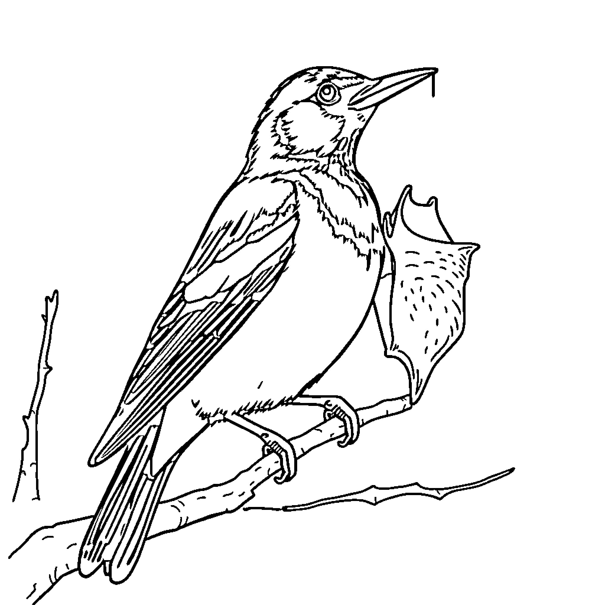 Oriole bird perched on a branch Coloring Page (free black-and-white line drawing printable PDF for all, from beginners to advanced learners, including children, teens, adults, and seniors)