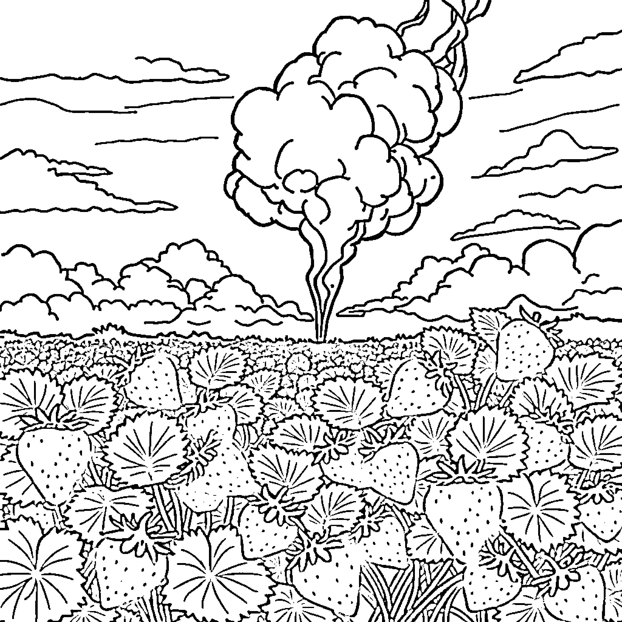 Strawberry field with whimsical cloud formations Coloring Page (free black-and-white line drawing printable PDF for all, from beginners to advanced learners, including children, teens, adults, and seniors)