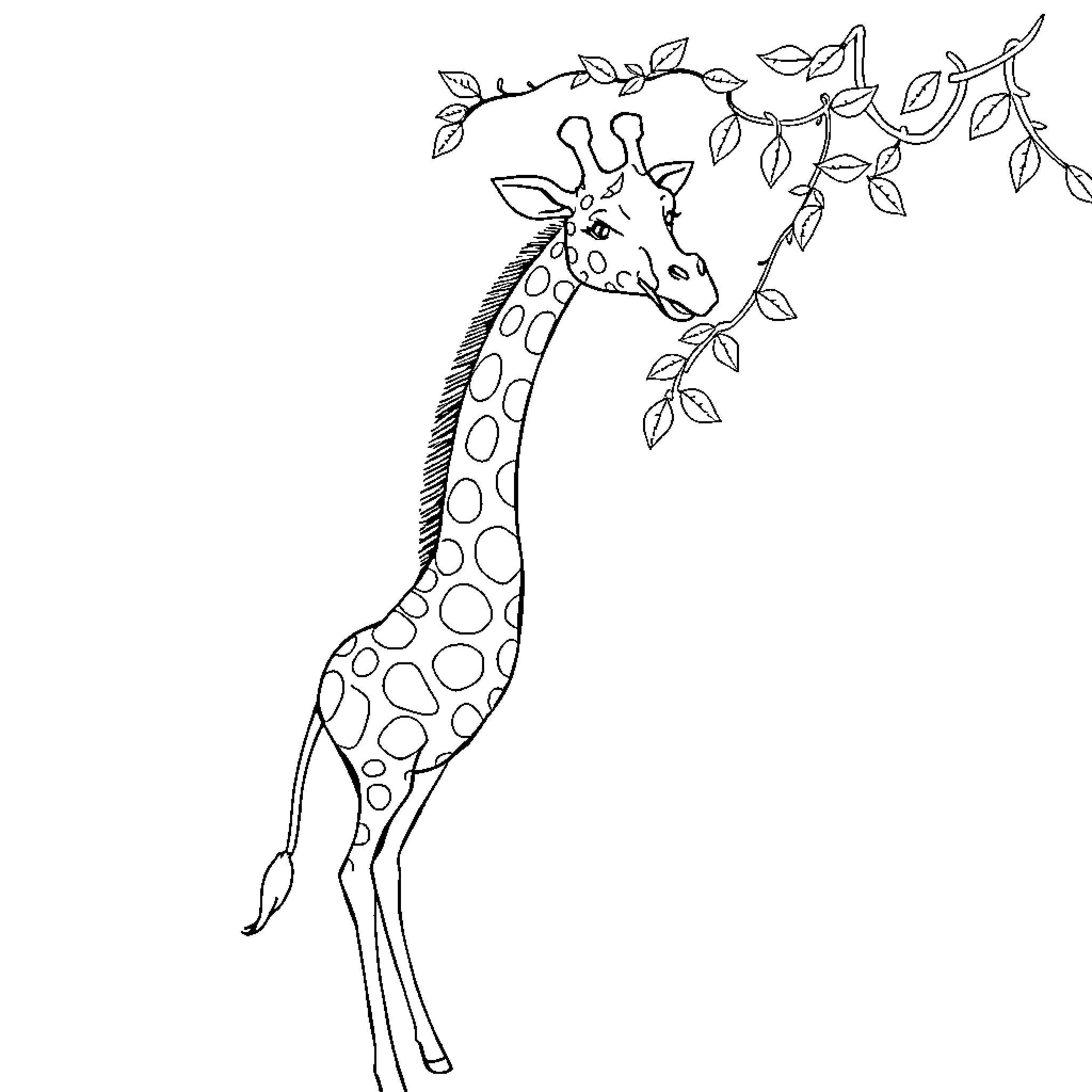 Giraffe reaching for leaves on tree branch Coloring Page (free black-and-white line drawing printable PDF for all, from beginners to advanced learners, including children, teens, adults, and seniors)