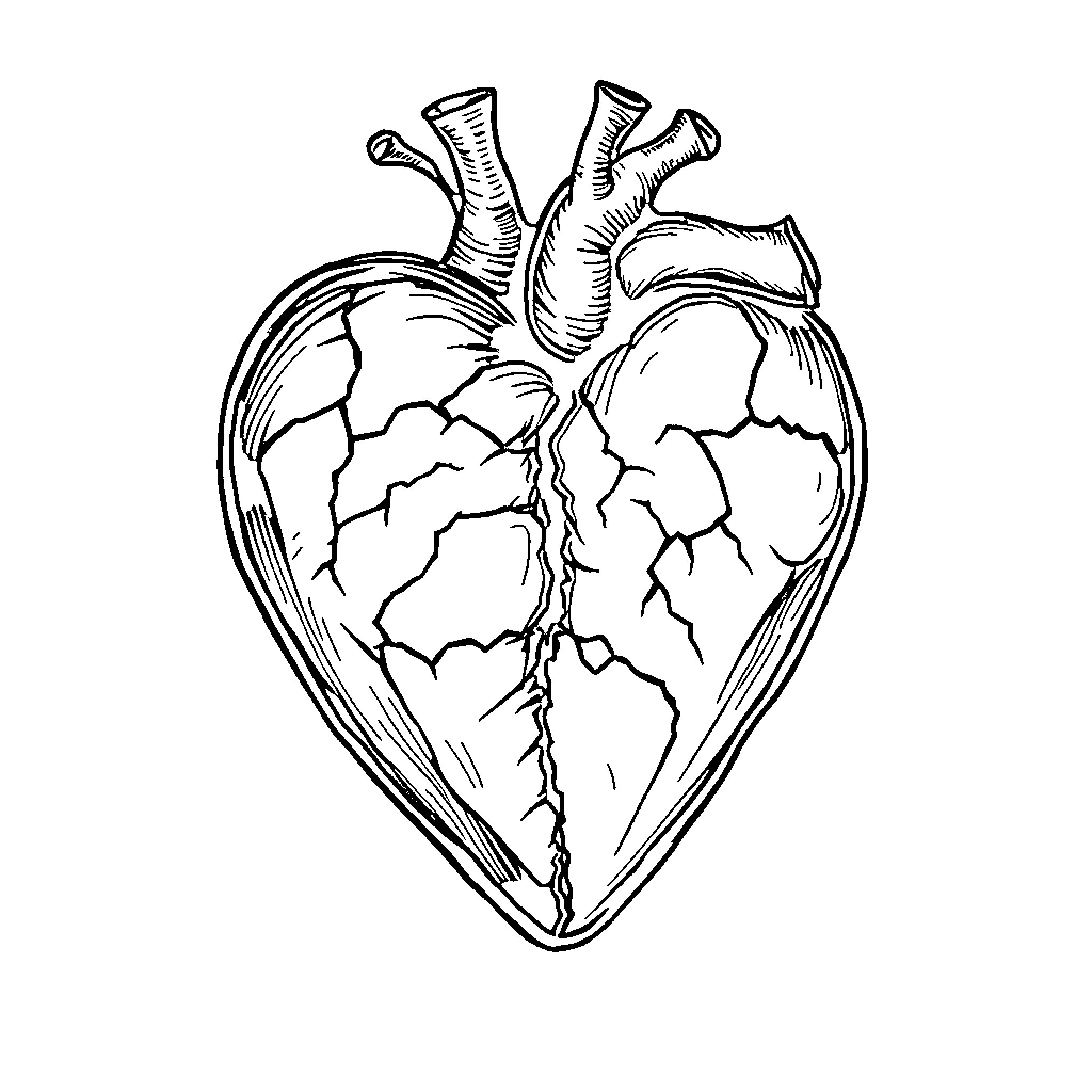 Heart with Intricate Anatomy Coloring Page (free black-and-white line drawing printable PDF for all, from beginners to advanced learners, including children, teens, adults, and seniors)