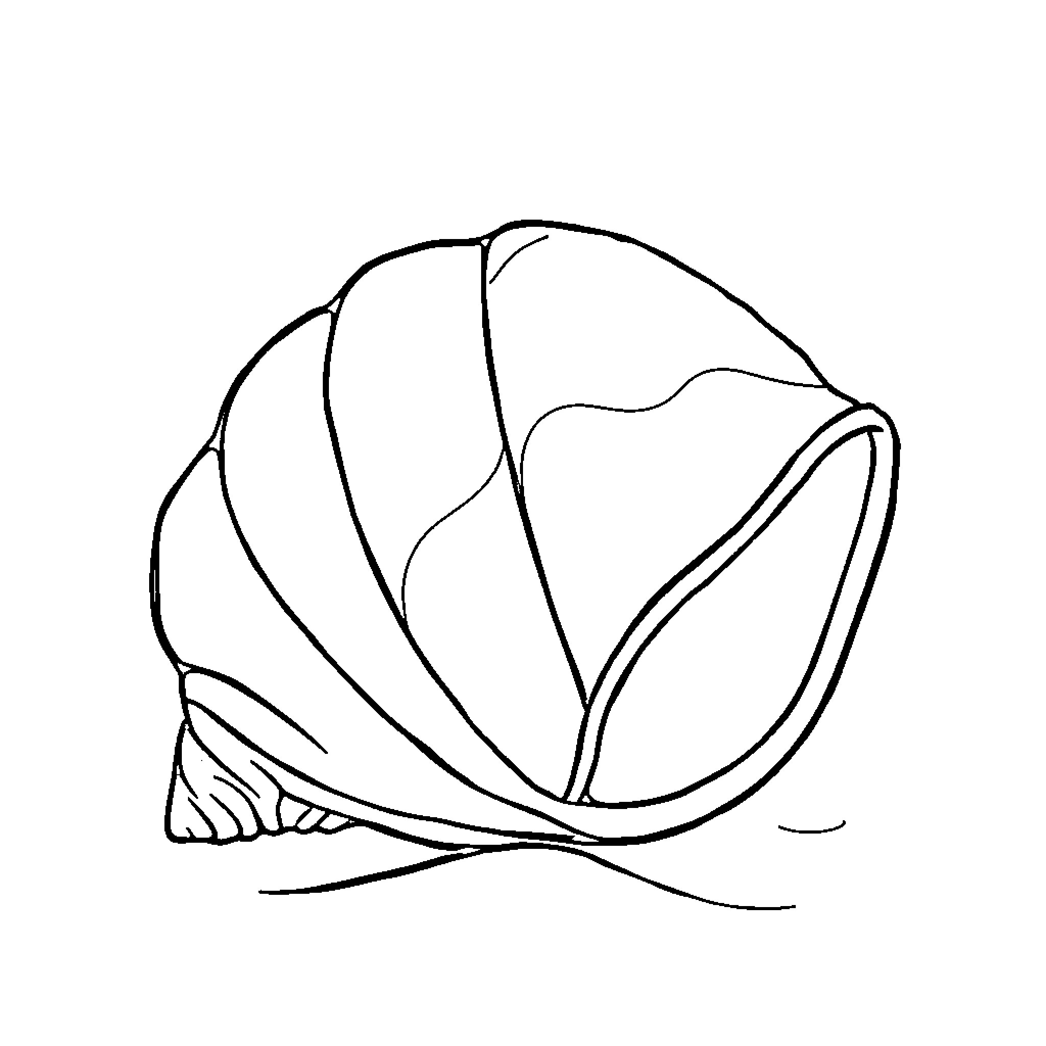 Shell-shaped structure in black and white Coloring Page (free black-and-white line drawing printable PDF for all, from beginners to advanced learners, including children, teens, adults, and seniors)