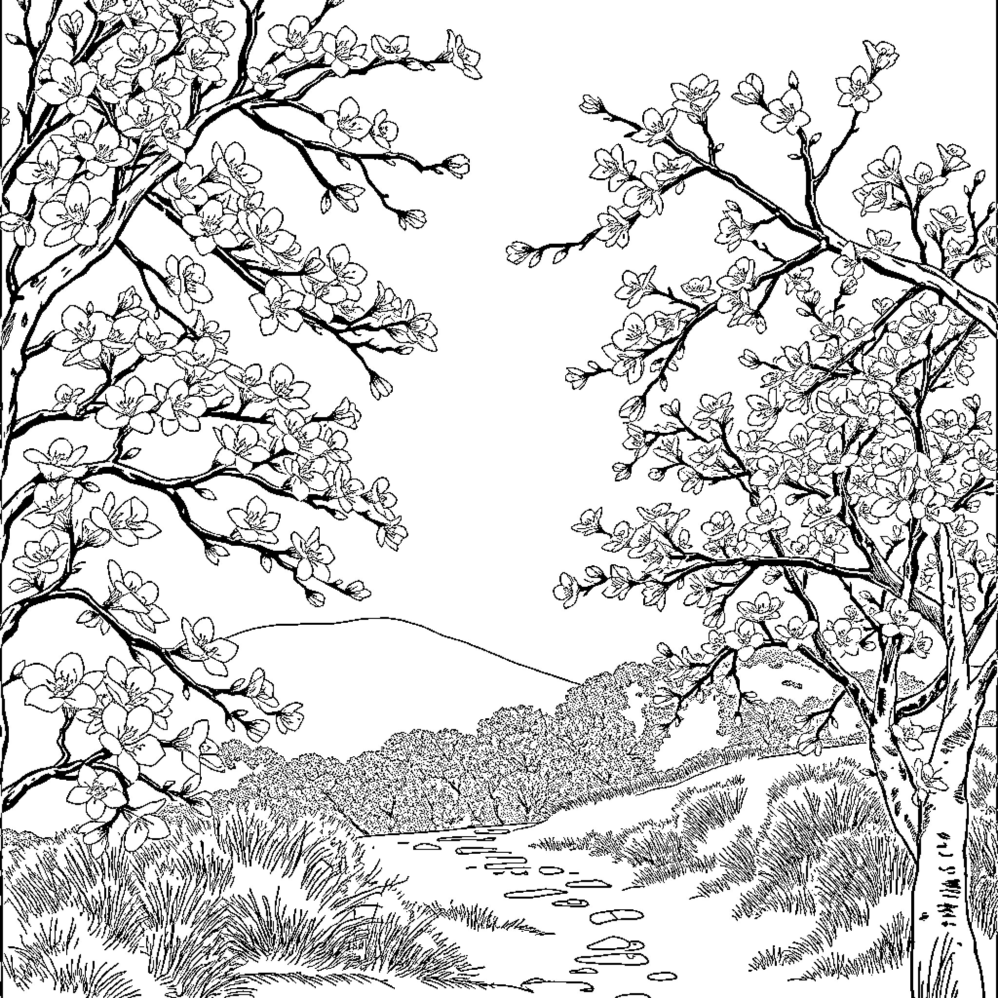 Wind blowing through blossoming cherry trees in serene landscape Coloring Page (free black-and-white line drawing printable PDF for all, from beginners to advanced learners, including children, teens, adults, and seniors)