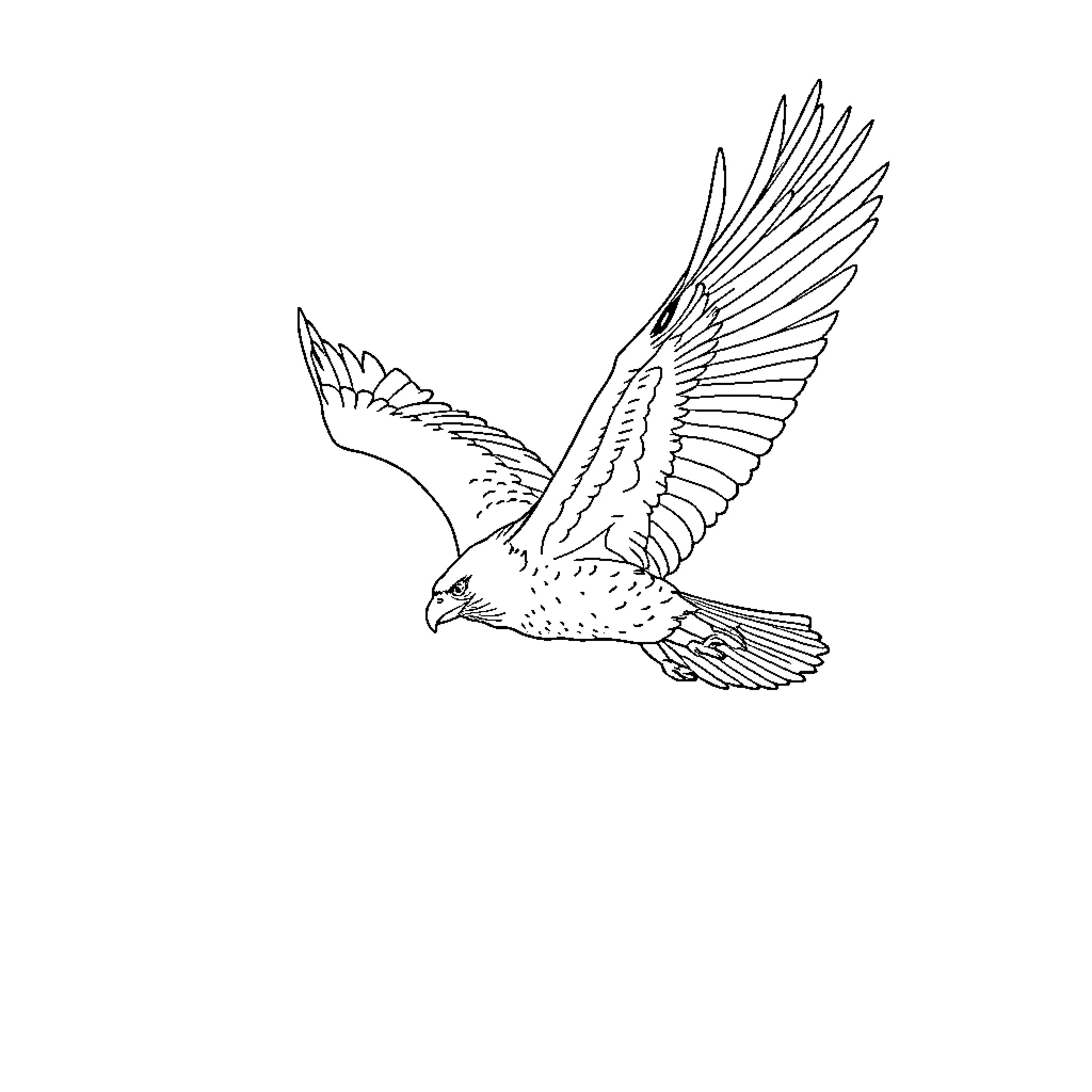 Eagle in flight with outstretched wings Coloring Page (free black-and-white line drawing printable PDF for all, from beginners to advanced learners, including children, teens, adults, and seniors)