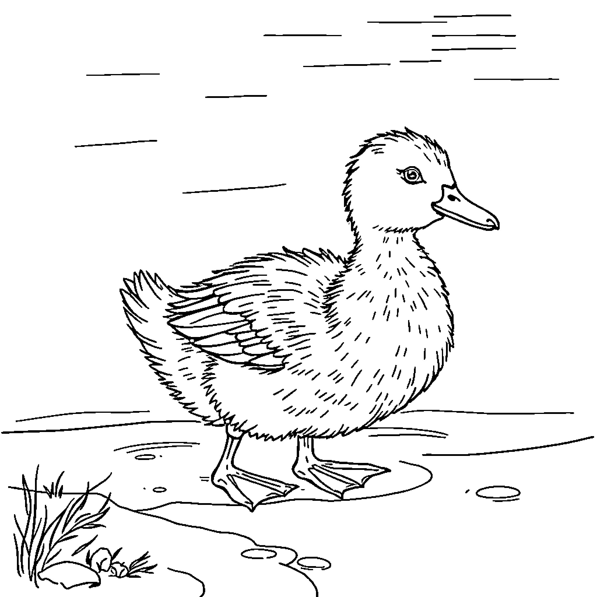 Duck waddling through a puddle Coloring Page (free black-and-white line drawing printable PDF for all, from beginners to advanced learners, including children, teens, adults, and seniors)