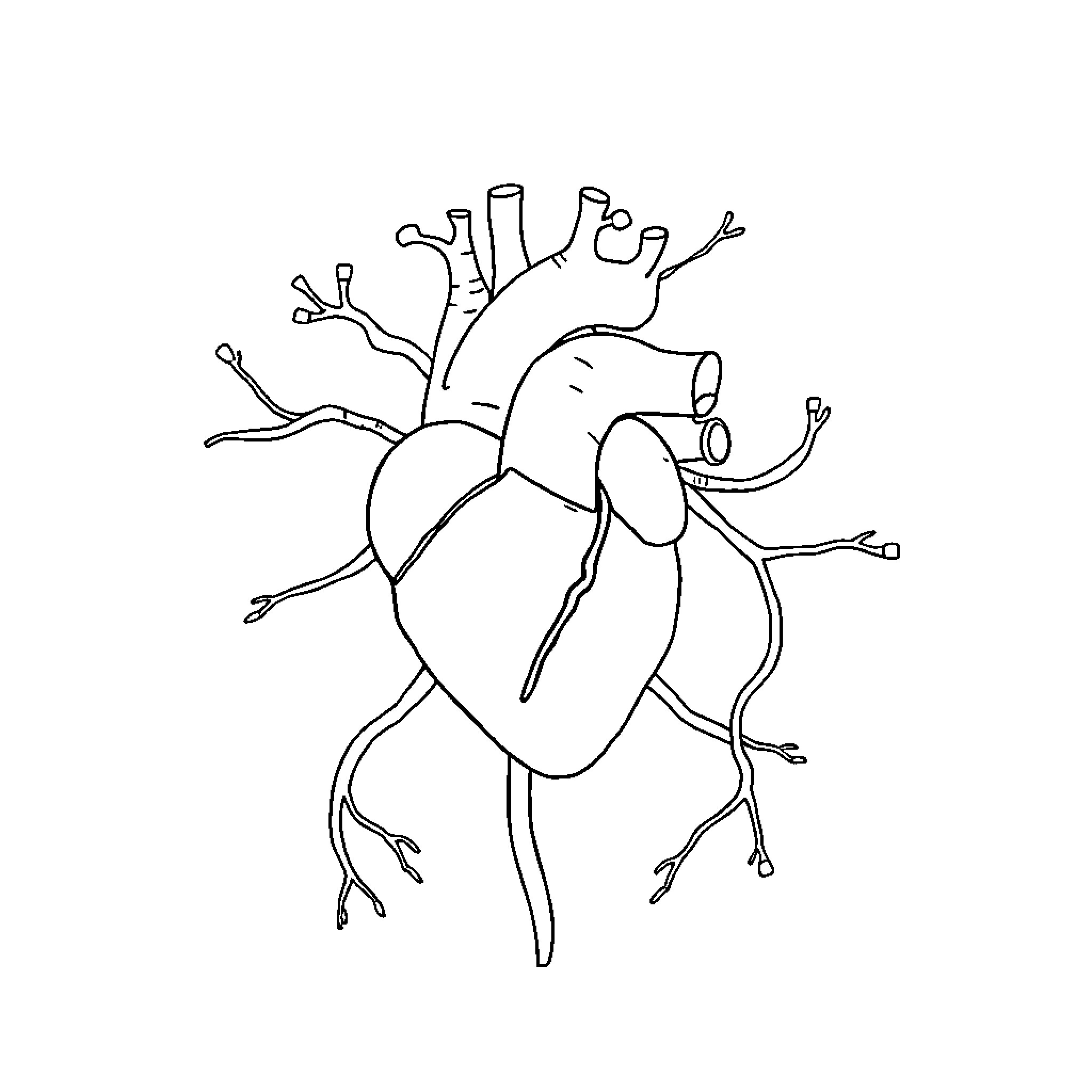 Heart Anatomy Sketch Coloring Page (free black-and-white line drawing printable PDF for all, from beginners to advanced learners, including children, teens, adults, and seniors)