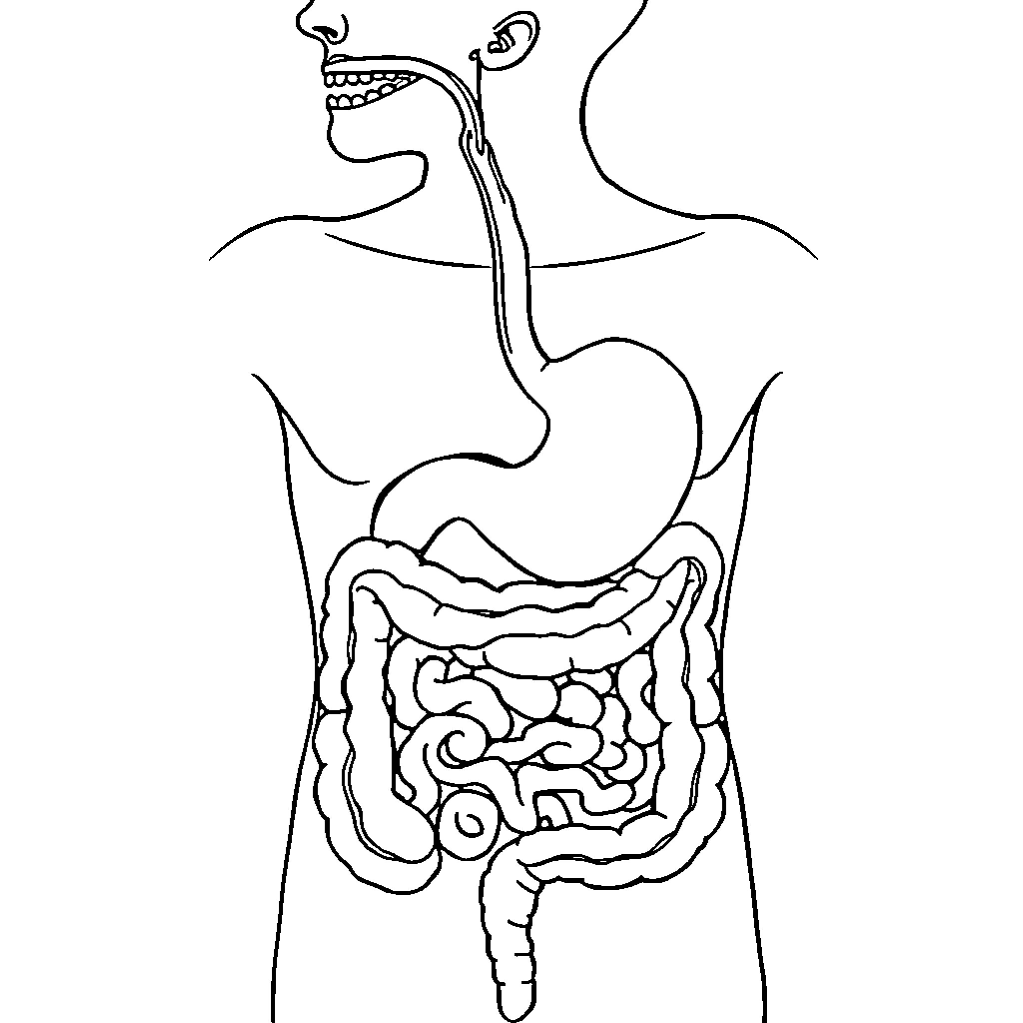 Digestive System Anatomy Illustration Coloring Page (free black-and-white line drawing printable PDF for all, from beginners to advanced learners, including children, teens, adults, and seniors)