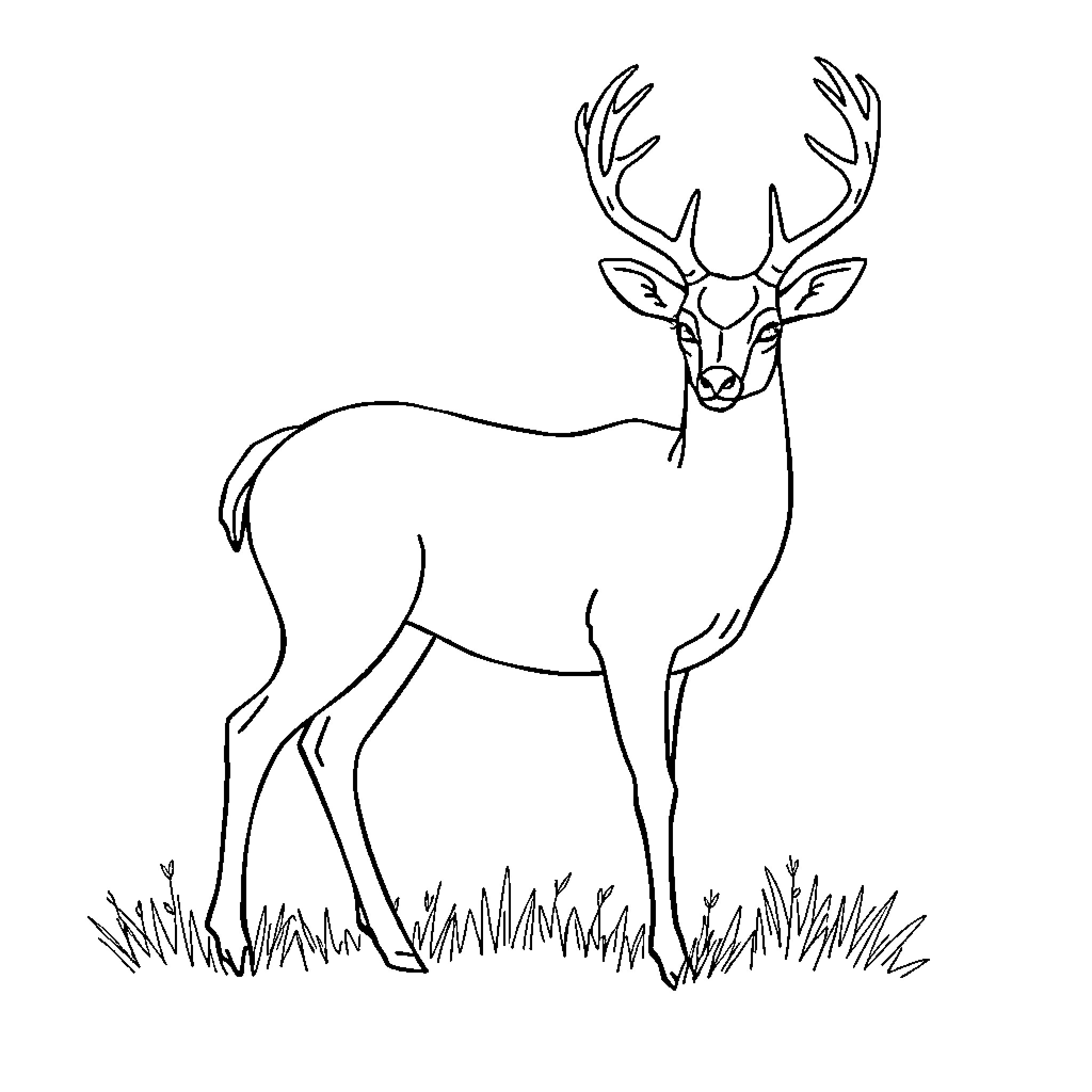 Deer standing in the meadow Coloring Page (free black-and-white line drawing printable PDF for all, from beginners to advanced learners, including children, teens, adults, and seniors)