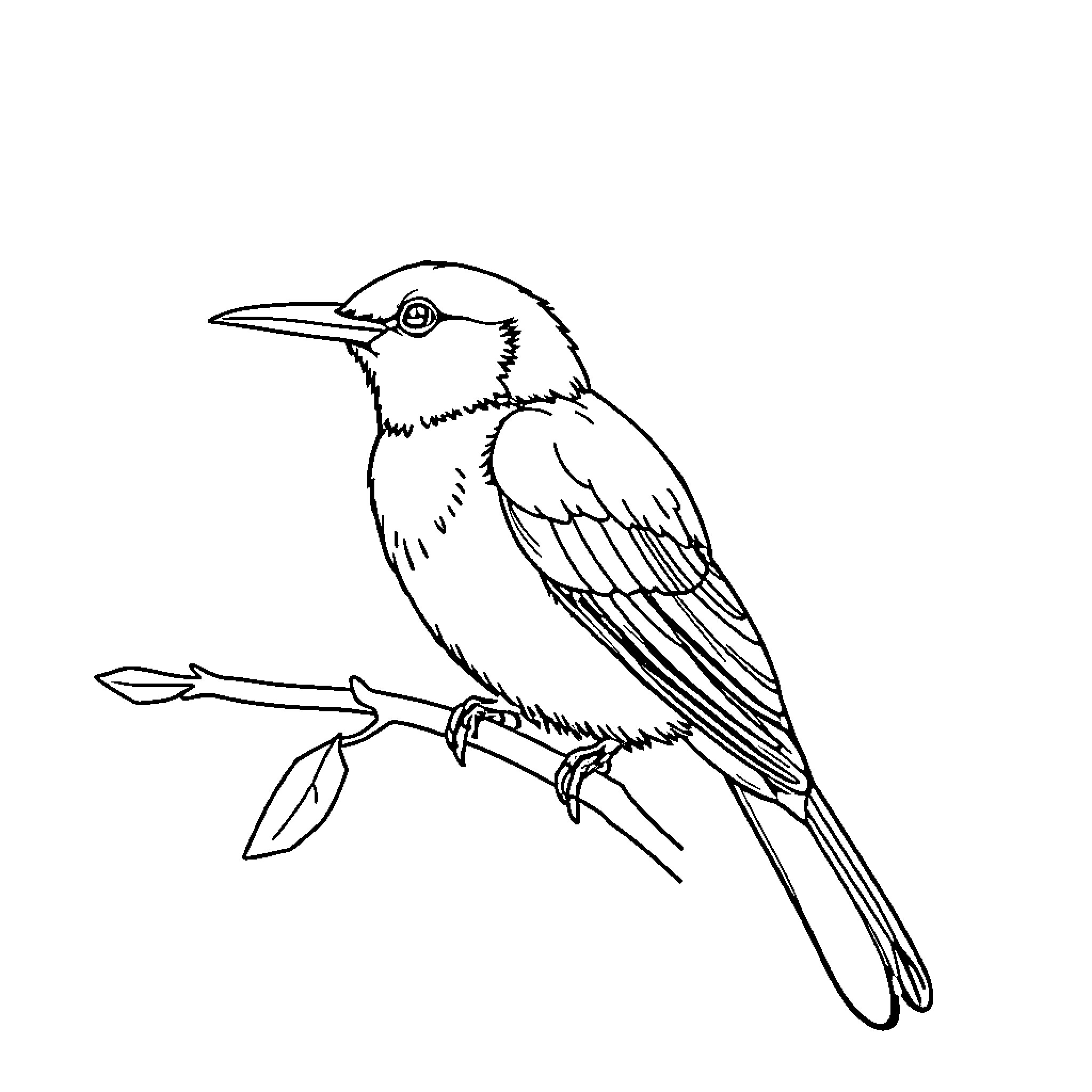 Bird perching on branch with distinctive features Coloring Page (free black-and-white line drawing printable PDF for all, from beginners to advanced learners, including children, teens, adults, and seniors)