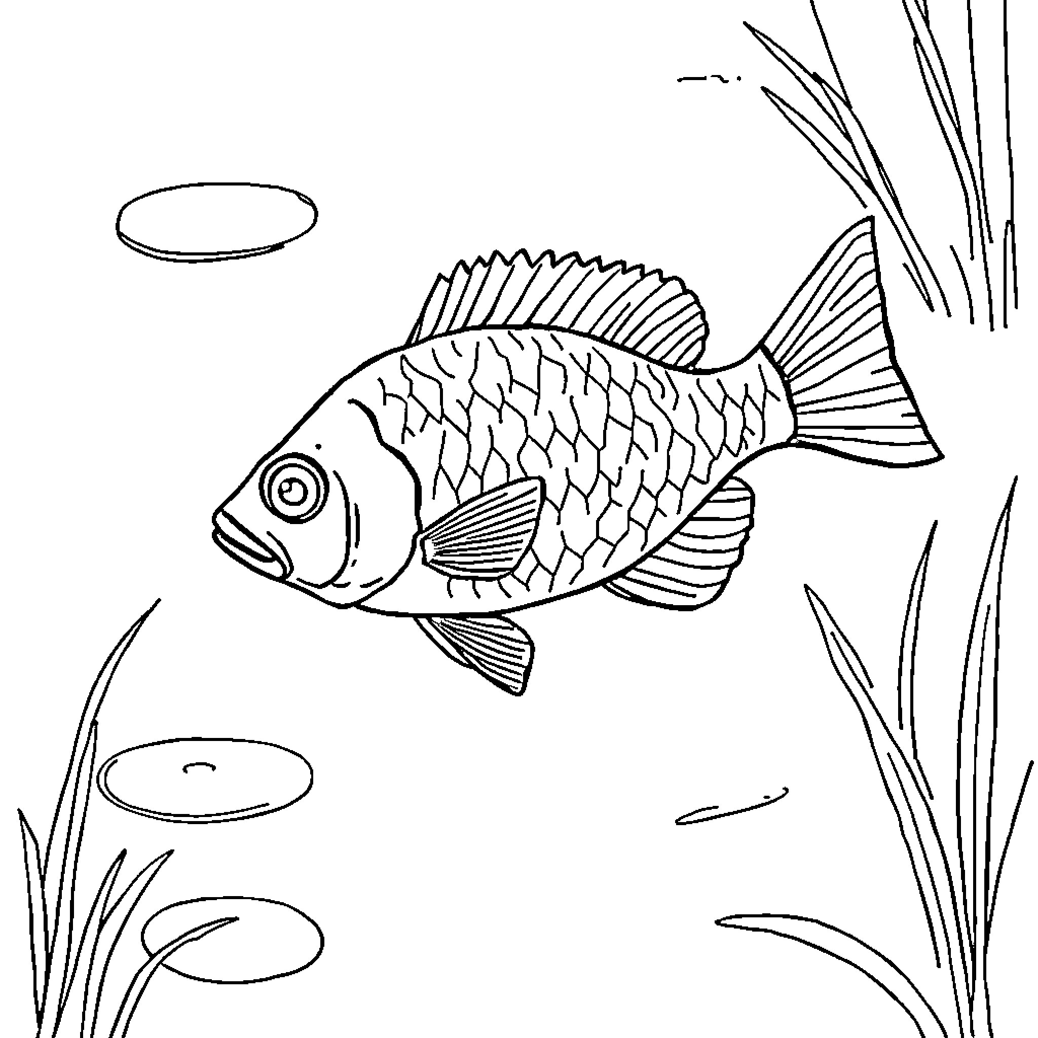 Bluegill swimming amid aquatic plants Coloring Page (free black-and-white line drawing printable PDF for all, from beginners to advanced learners, including children, teens, adults, and seniors)