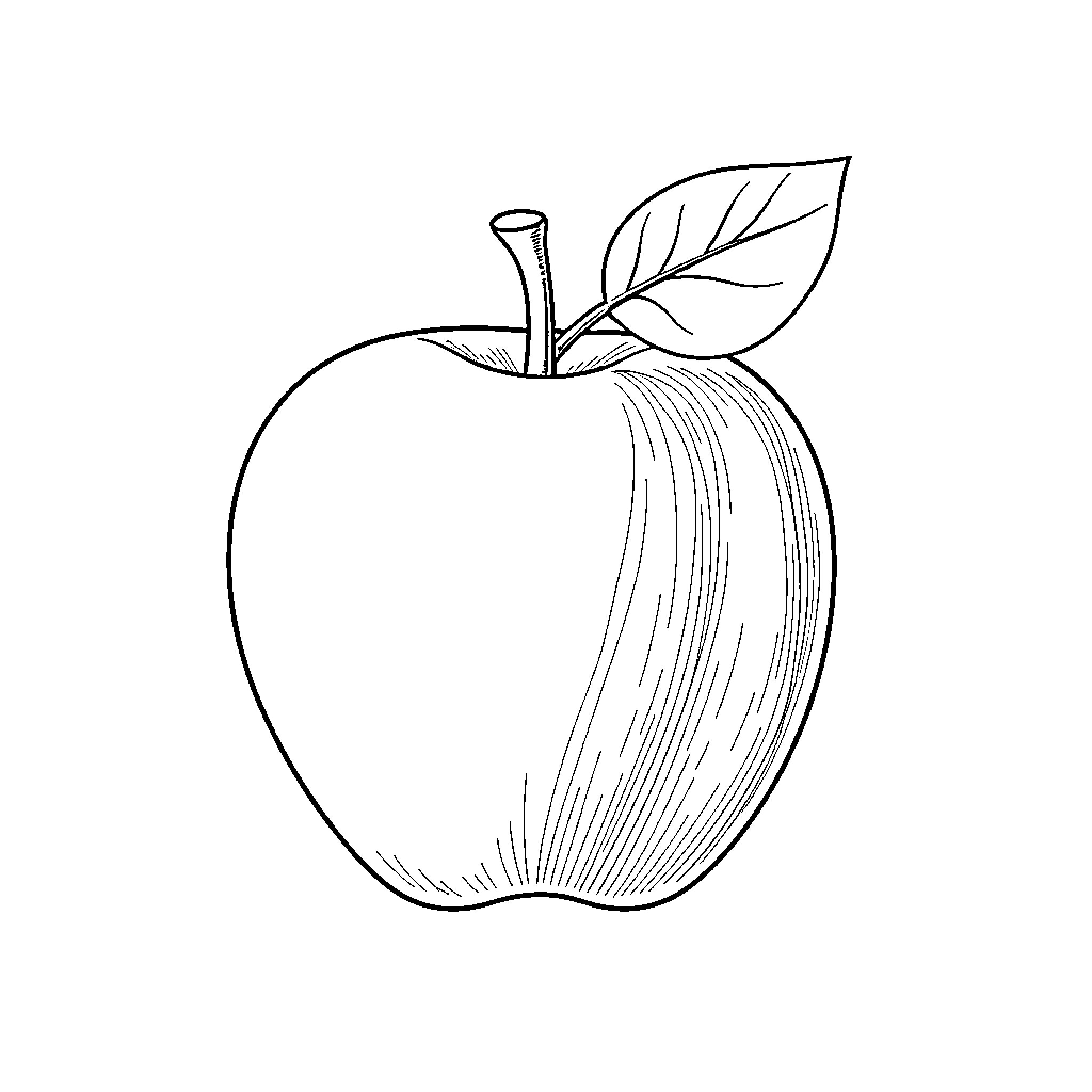 Apple Outlined in Sketch Art Coloring Page (free black-and-white line drawing printable PDF for all, from beginners to advanced learners, including children, teens, adults, and seniors)