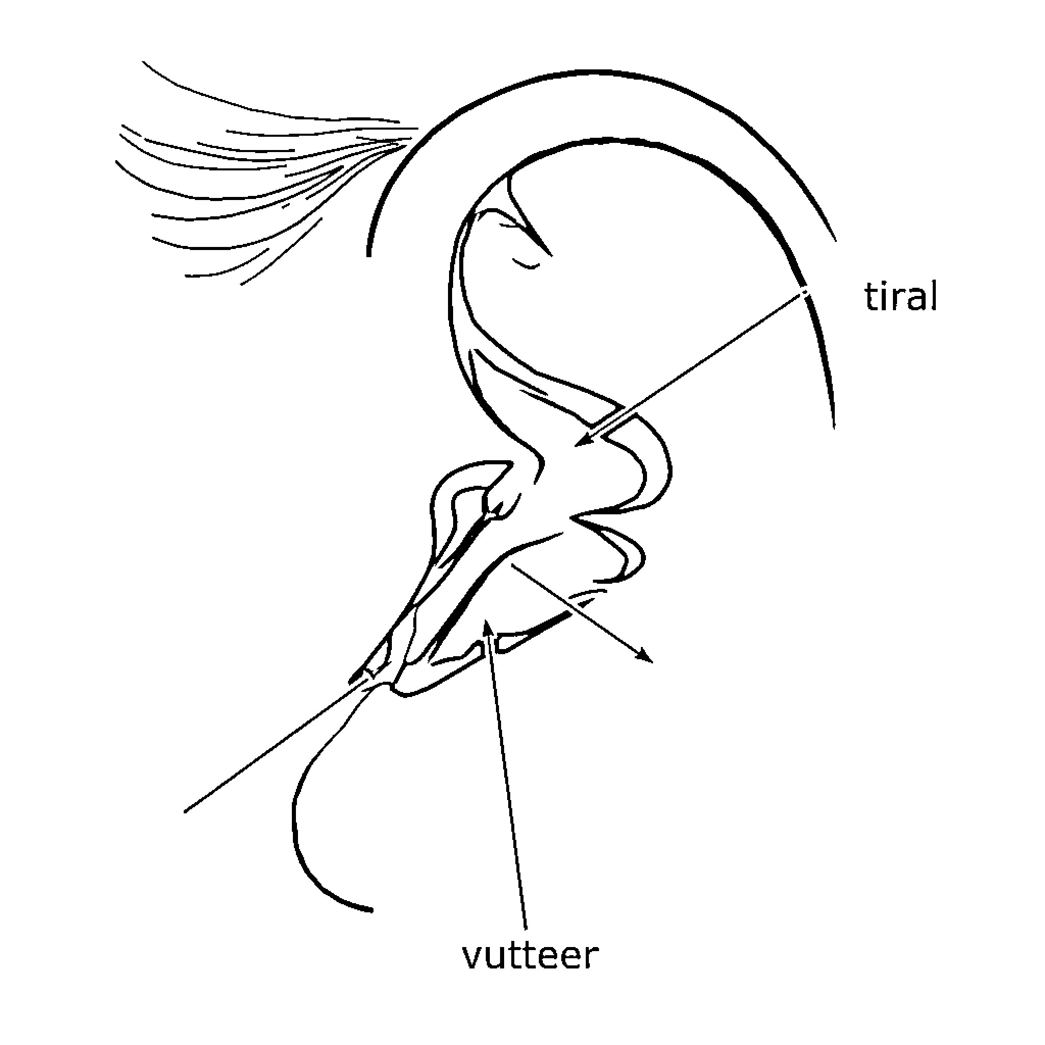 Ear of a Winged Creature in Motion Coloring Page (free black-and-white line drawing printable PDF for all, from beginners to advanced learners, including children, teens, adults, and seniors)