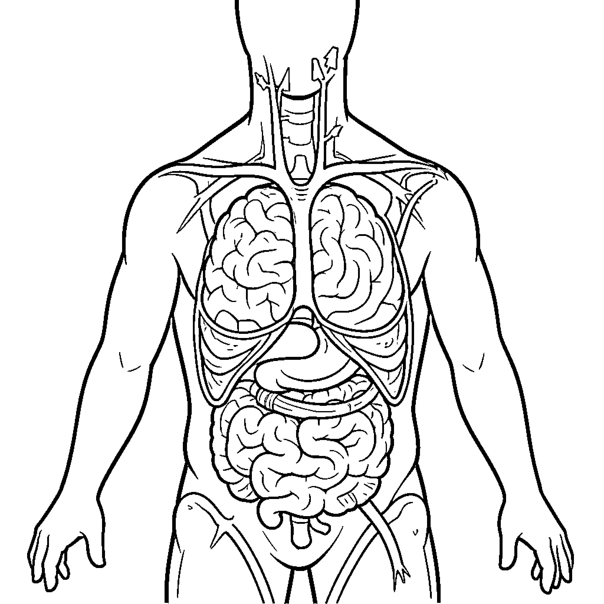 Gland and internal organs displayed within human anatomy Coloring Page (free black-and-white line drawing printable PDF for all, from beginners to advanced learners, including children, teens, adults, and seniors)