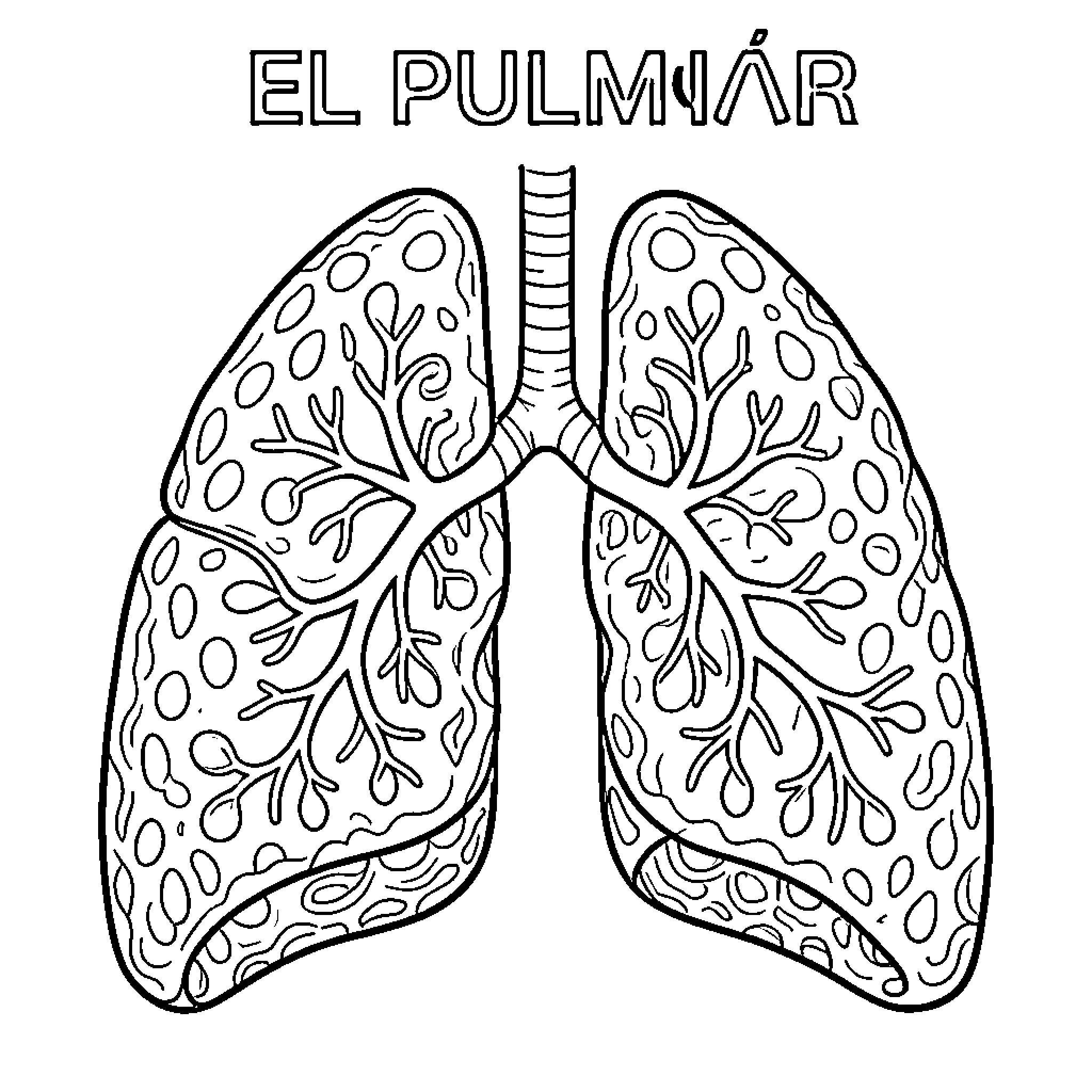 Lung with detailed anatomical illustration Coloring Page (free black-and-white line drawing printable PDF for all, from beginners to advanced learners, including children, teens, adults, and seniors)