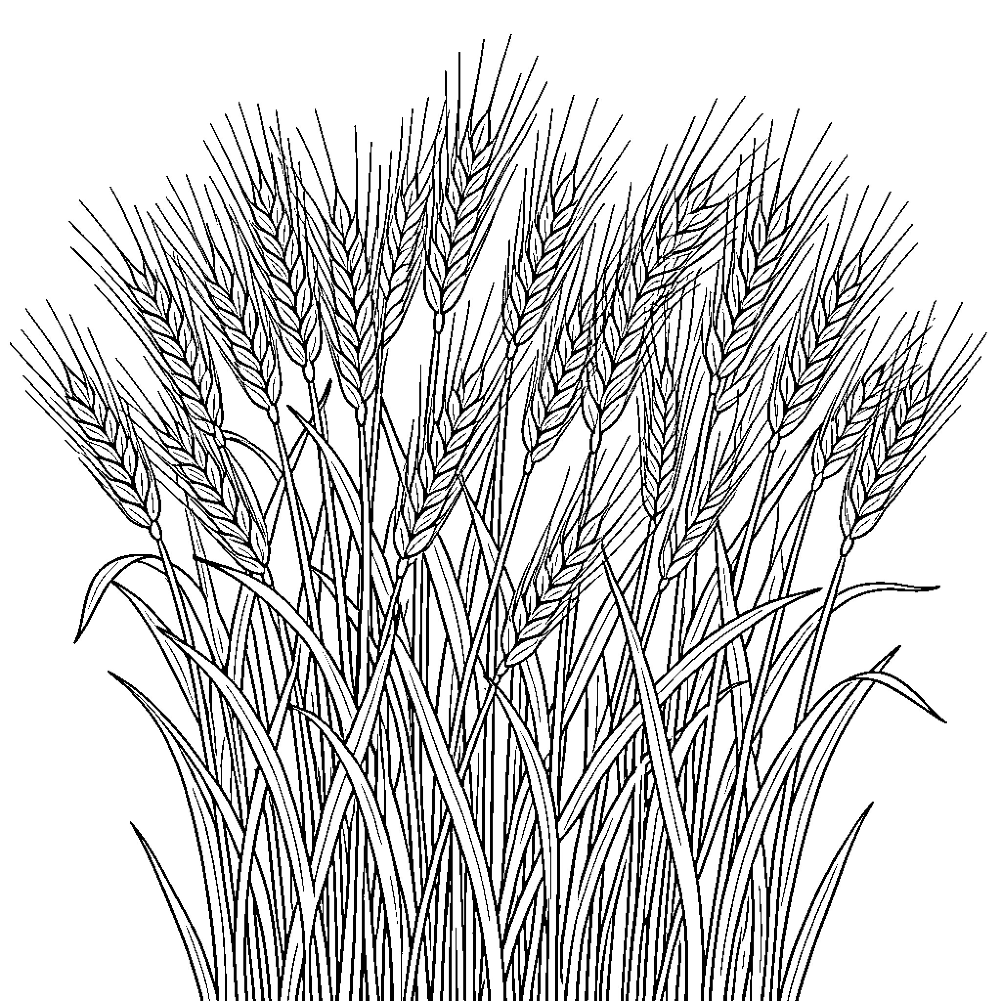 Wheat field with stalks and grains Coloring Page (free black-and-white line drawing printable PDF for all, from beginners to advanced learners, including children, teens, adults, and seniors)
