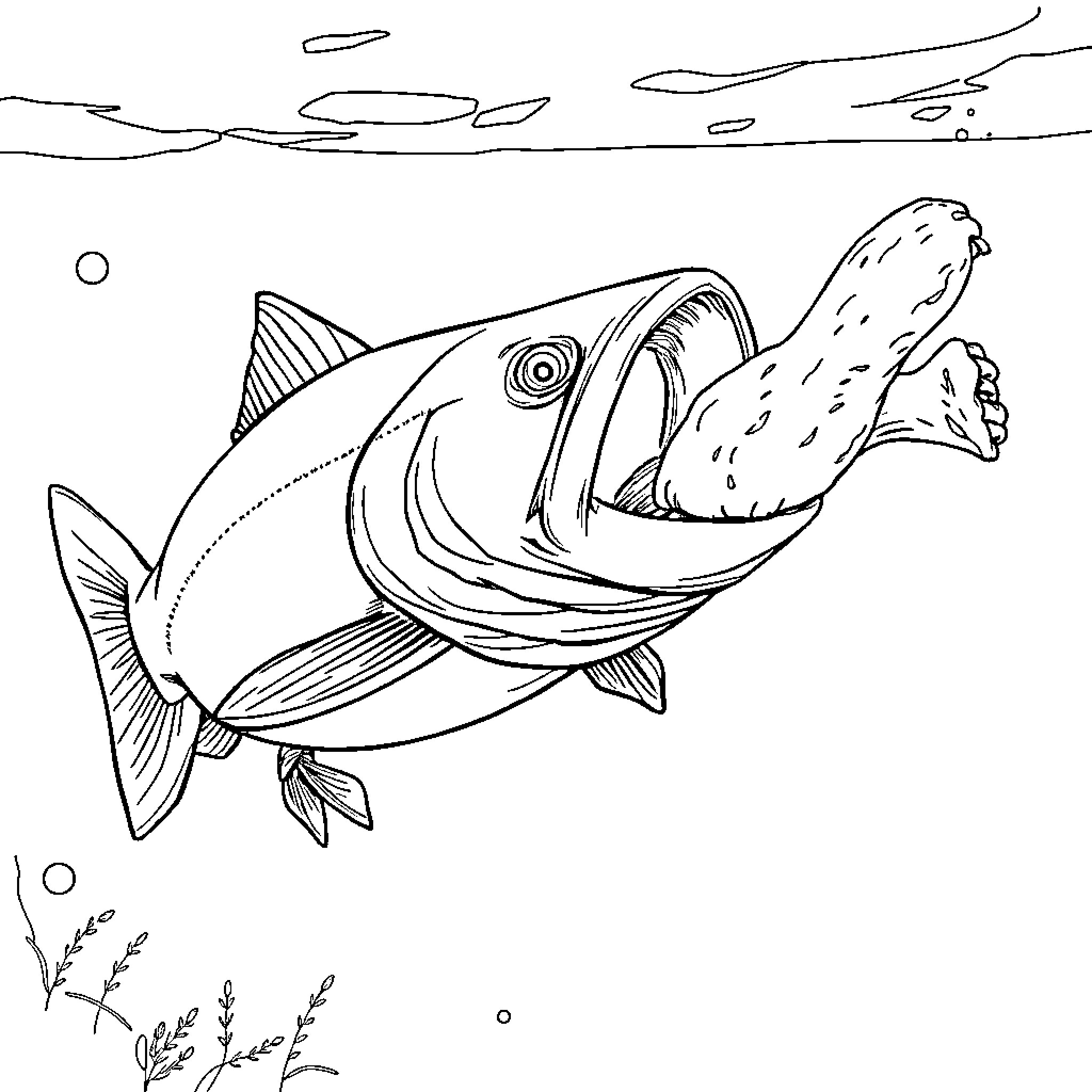 Salmon swimming in underwater scene Coloring Page (free black-and-white line drawing printable PDF for all, from beginners to advanced learners, including children, teens, adults, and seniors)