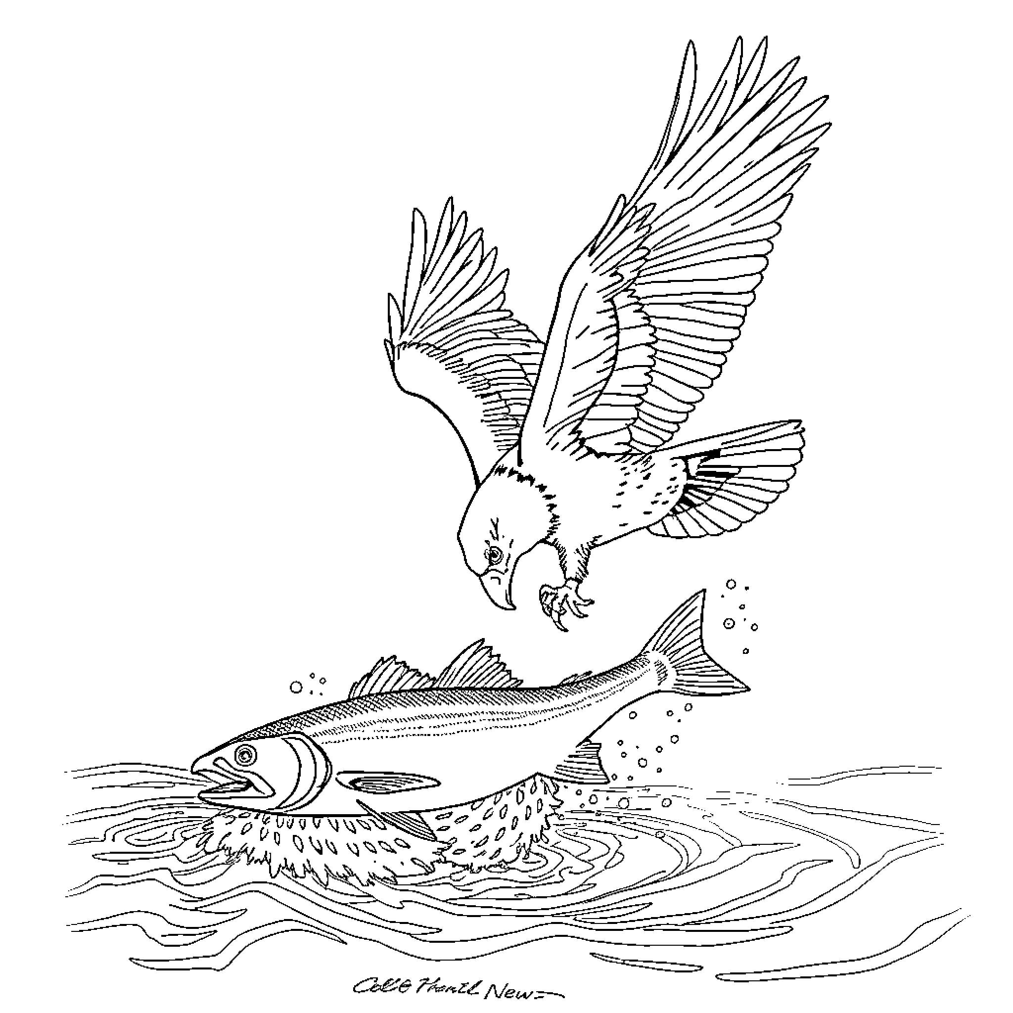 Eagle swooping down to catch fish in the water Coloring Page (free black-and-white line drawing printable PDF for all, from beginners to advanced learners, including children, teens, adults, and seniors)