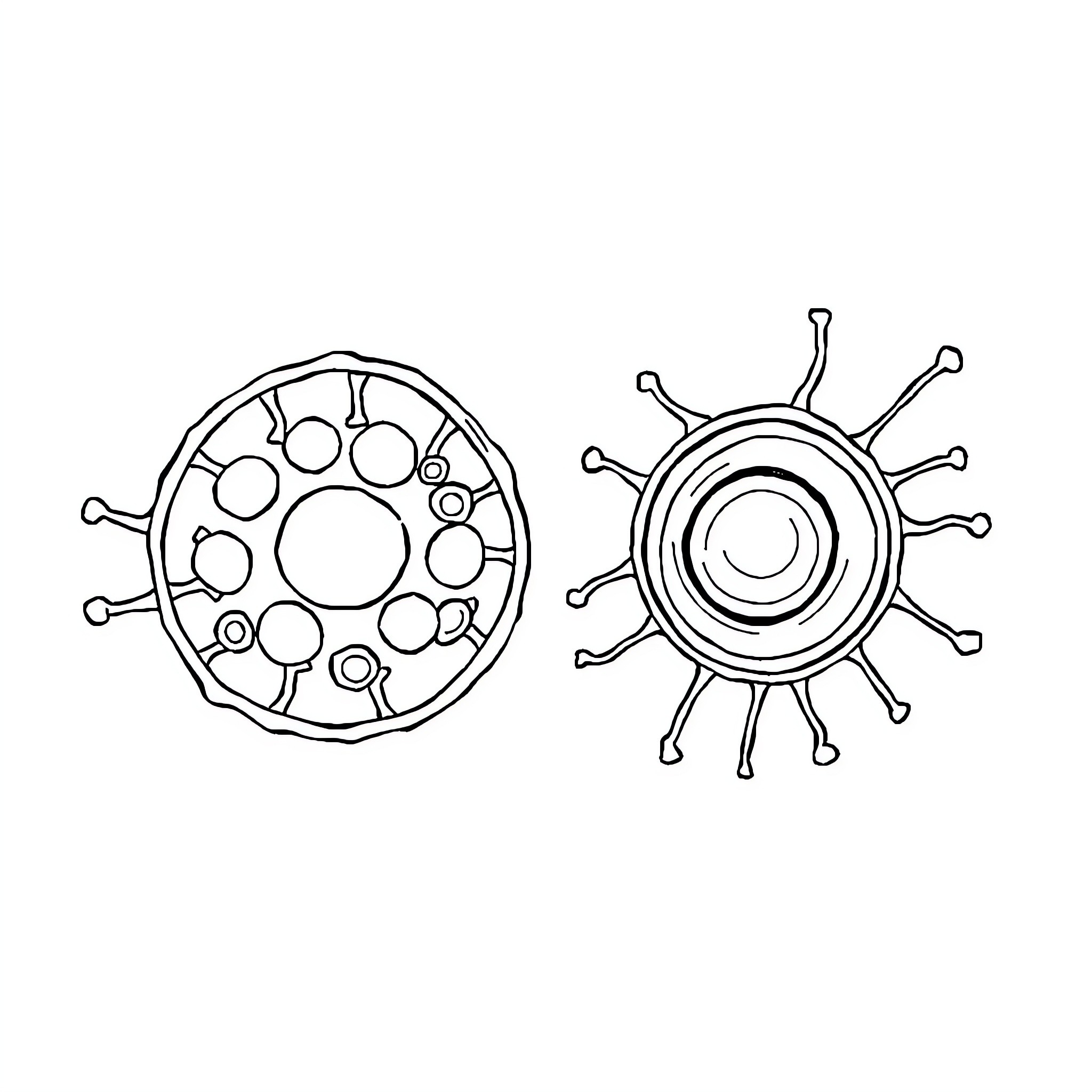 Cell structures illustrated in black and white Coloring Page (free black-and-white line drawing printable PDF for all, from beginners to advanced learners, including children, teens, adults, and seniors)