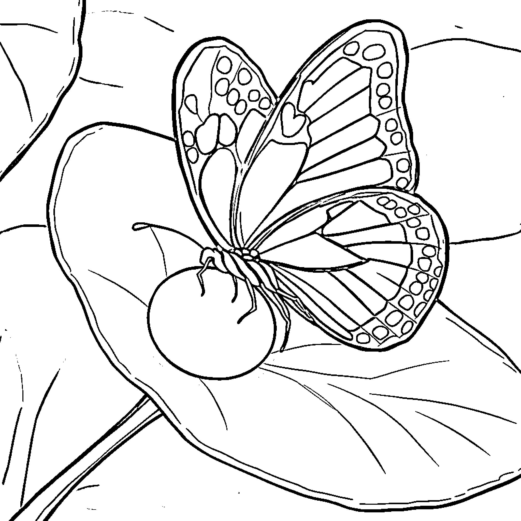Butterfly resting on a flower Coloring Page (free black-and-white line drawing printable PDF for all, from beginners to advanced learners, including children, teens, adults, and seniors)