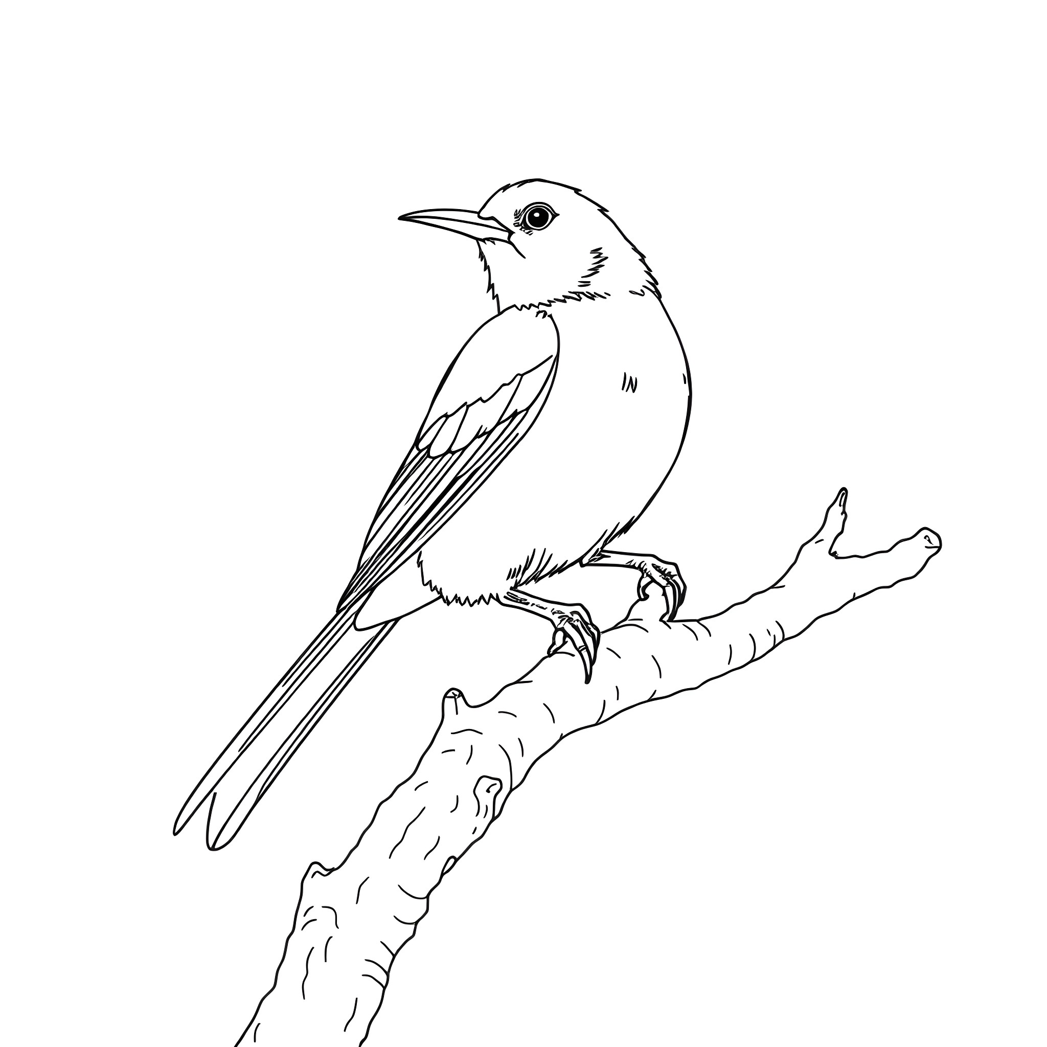 Honeycreeper perched on branch Coloring Page (free black-and-white line drawing printable PDF for all, from beginners to advanced learners, including children, teens, adults, and seniors)