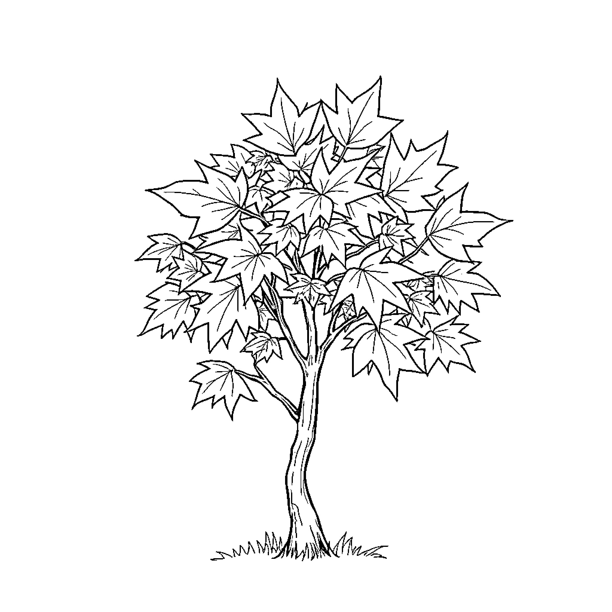 Maple Tree with Vibrant Leaves Coloring Page (free black-and-white line drawing printable PDF for all, from beginners to advanced learners, including children, teens, adults, and seniors)